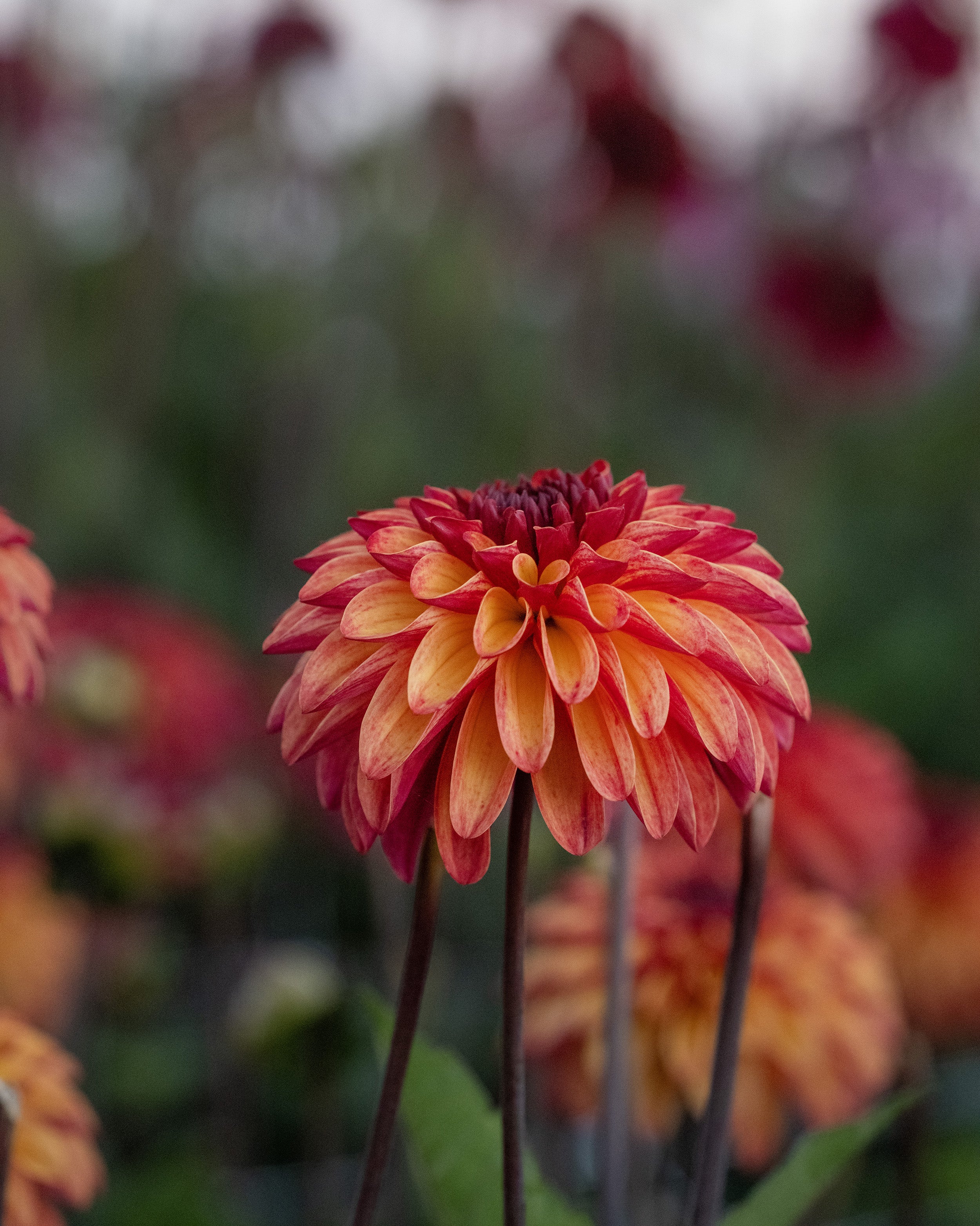 Dahlia 'Ding a Dong' - Image 7
