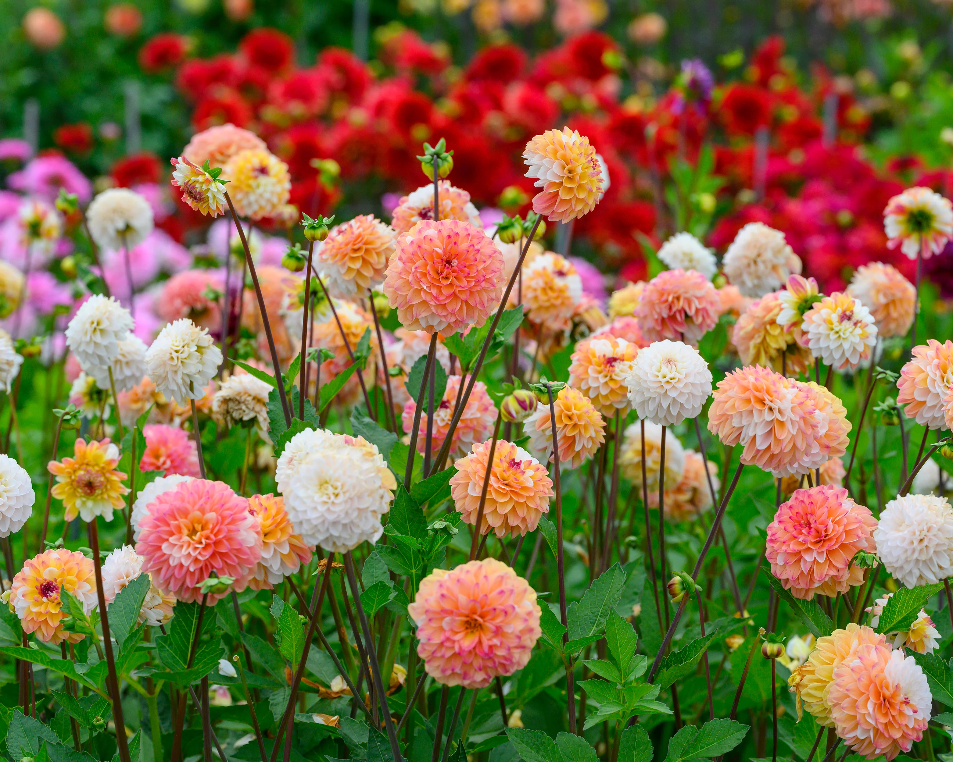 Dahlia 'Double Jill' - Image 2