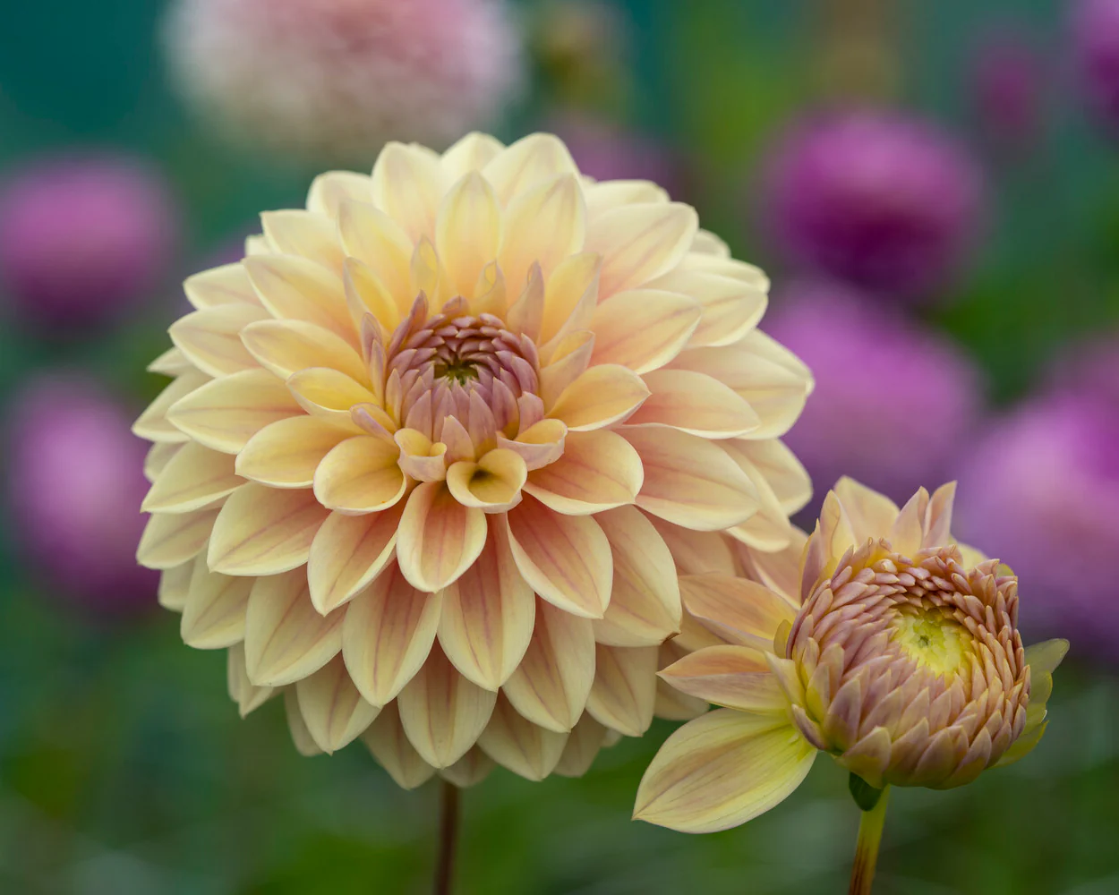 Dahlia 'Dusty Beauty' - Image 2