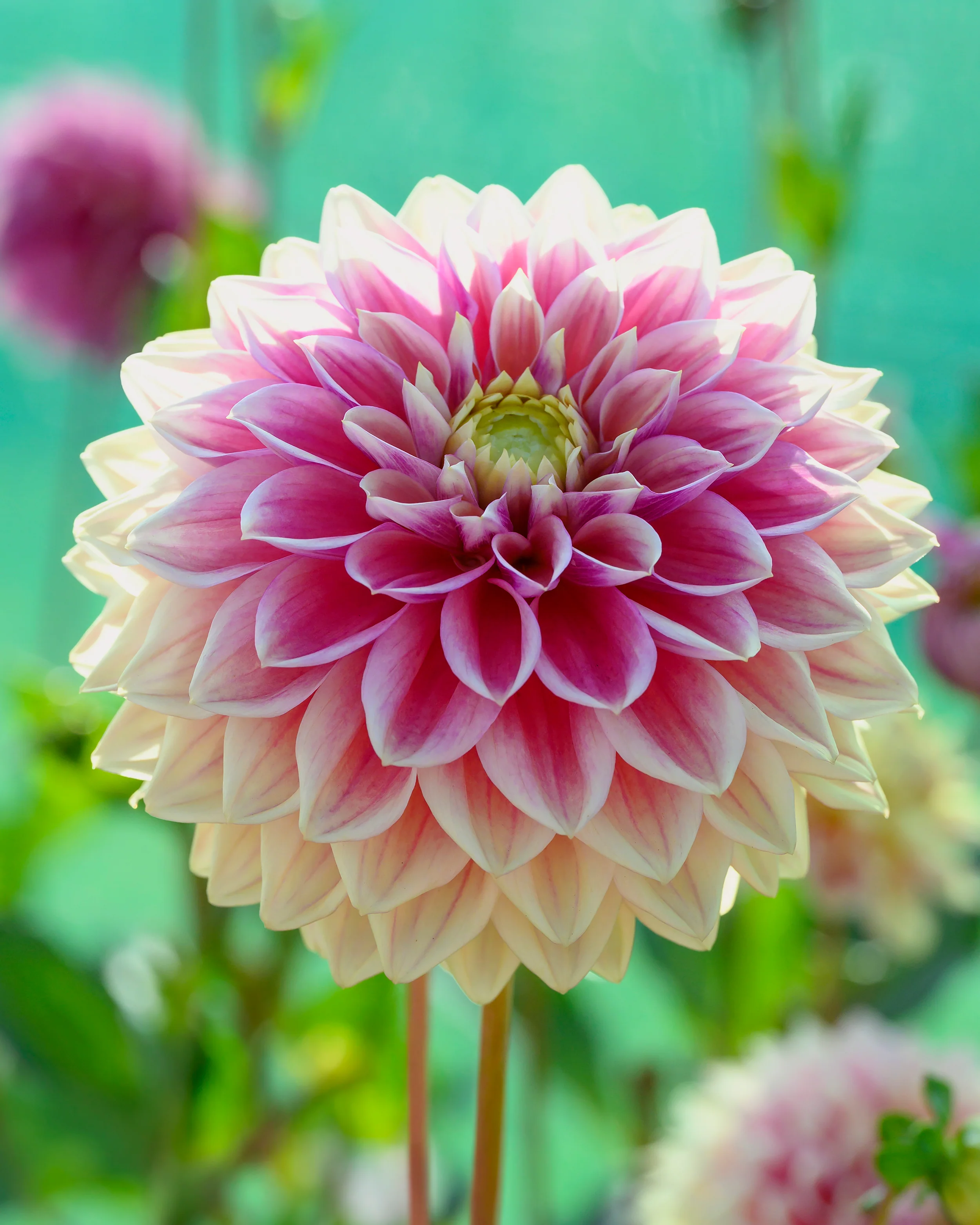 Dahlia 'Dusty Beauty' - Image 4