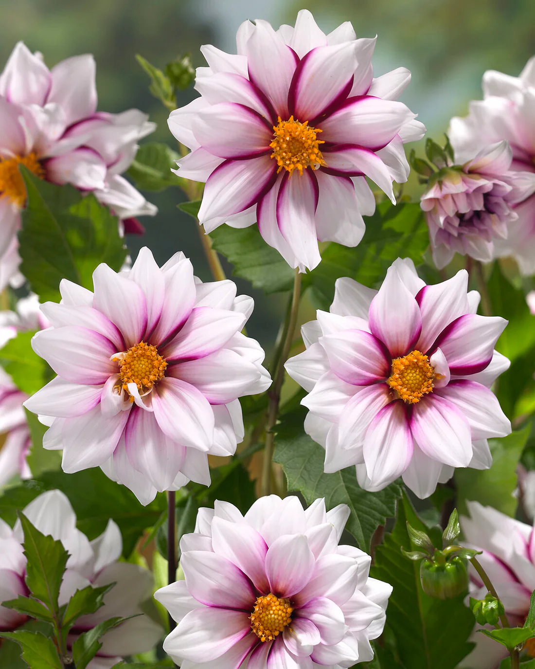 Dahlia 'Edge of Joy' - Image 2