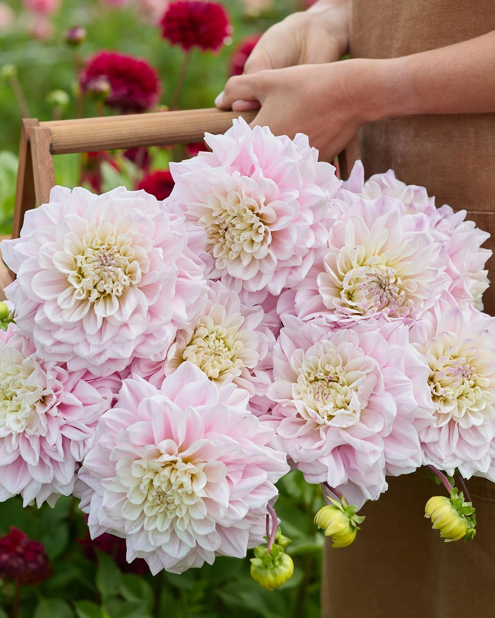 Dahlia 'Elliot' - Image 2