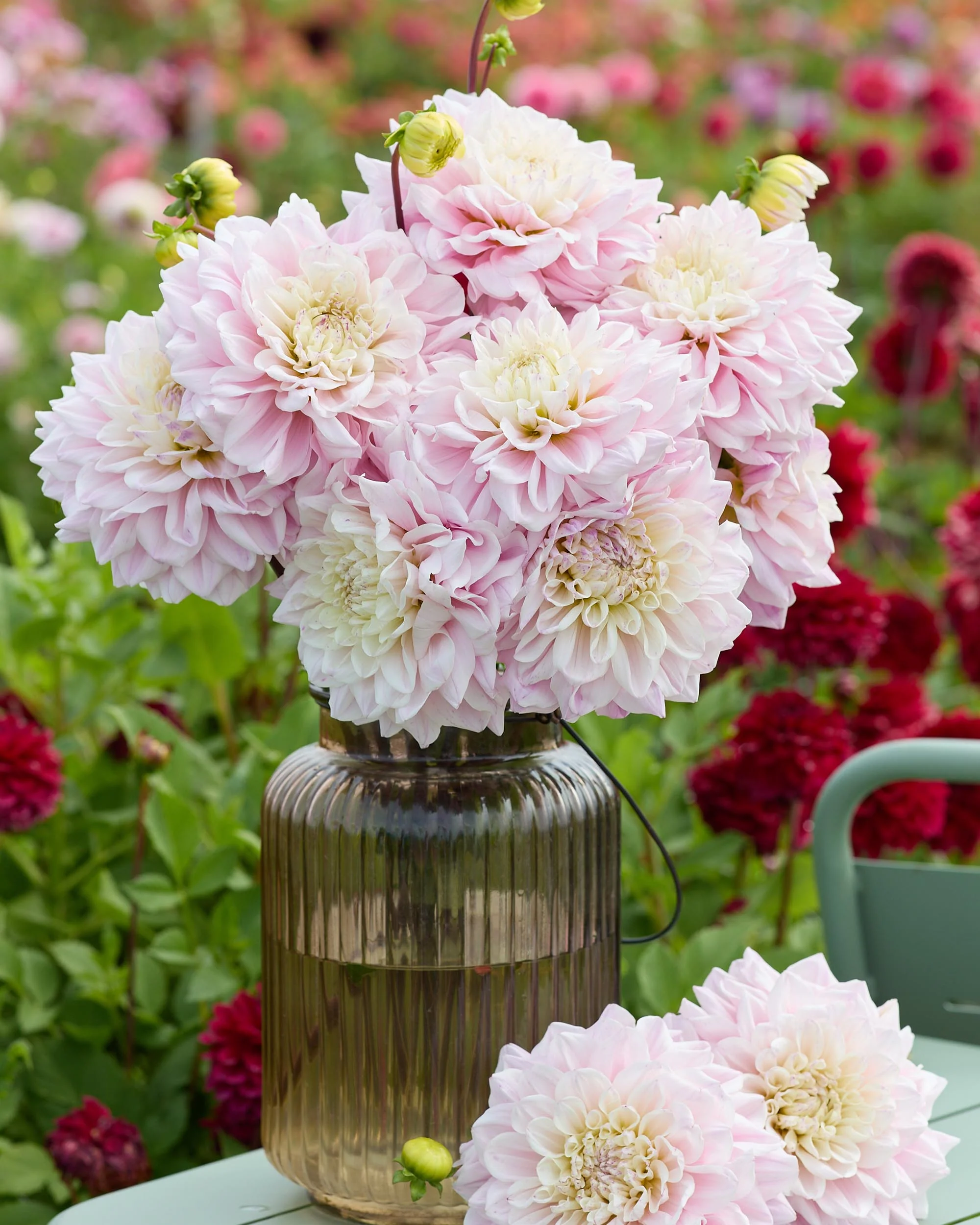 Dahlia 'Elliot' - Image 3