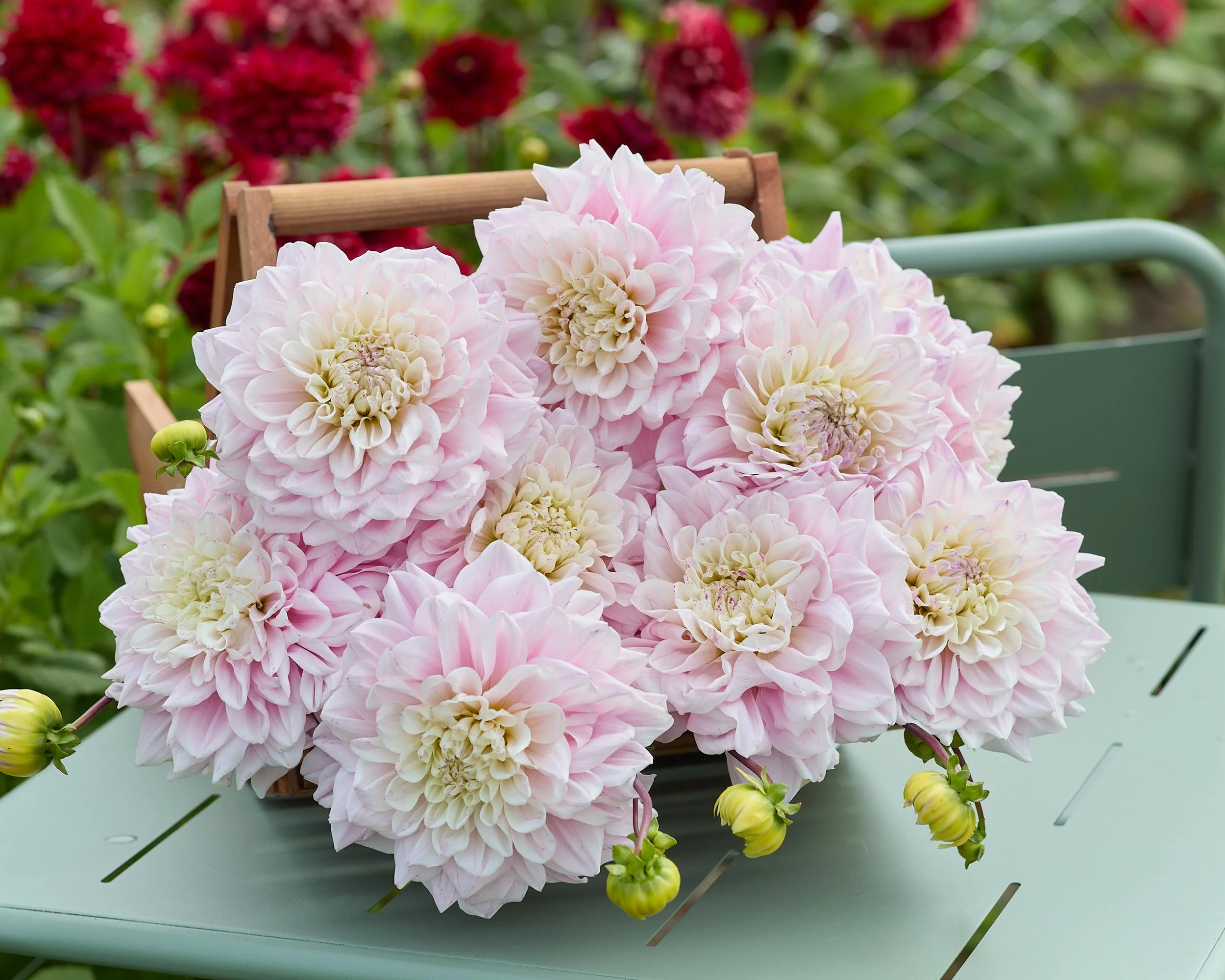 Dahlia 'Elliot' - Image 4