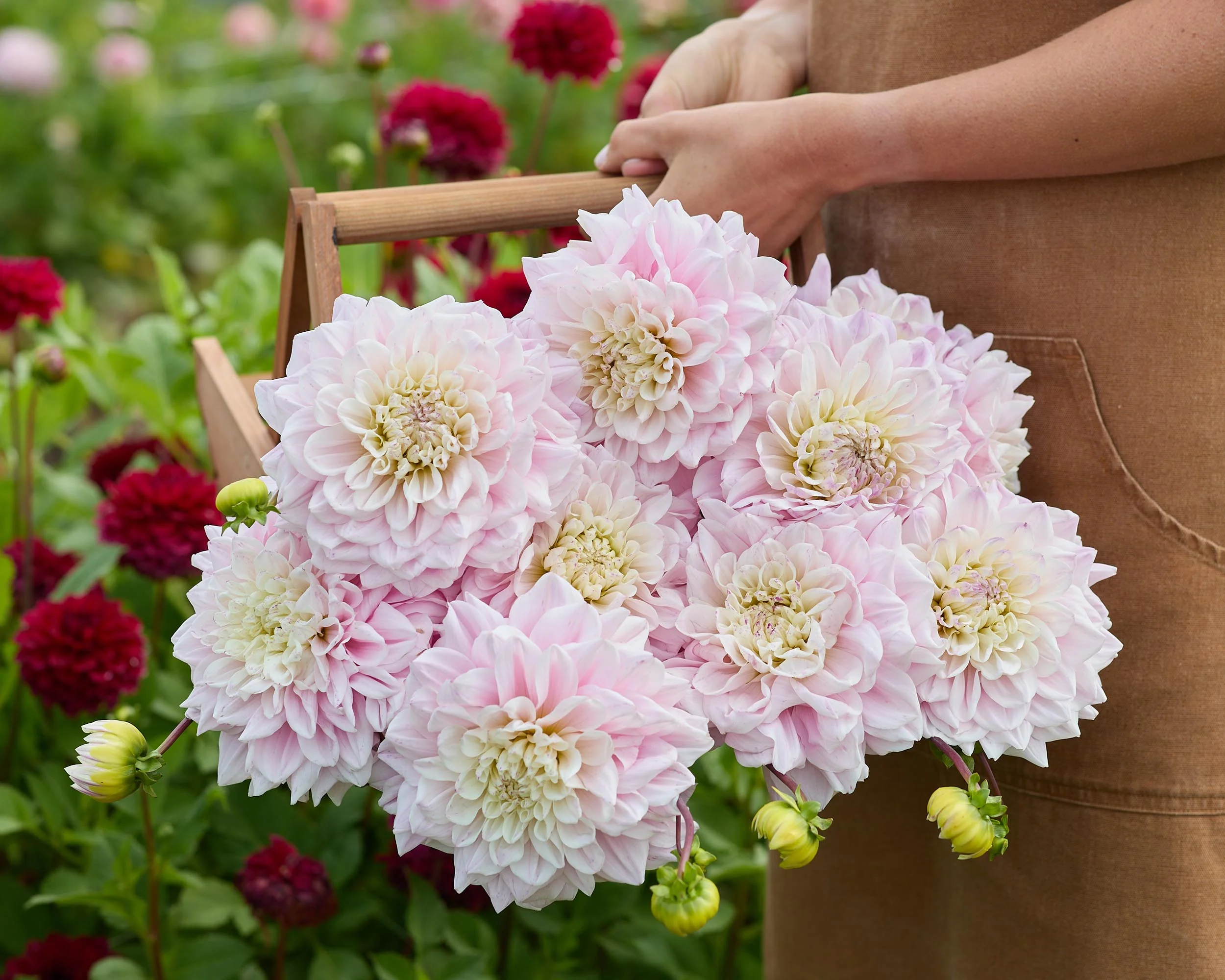 Dahlia 'Elliot' - Image 6