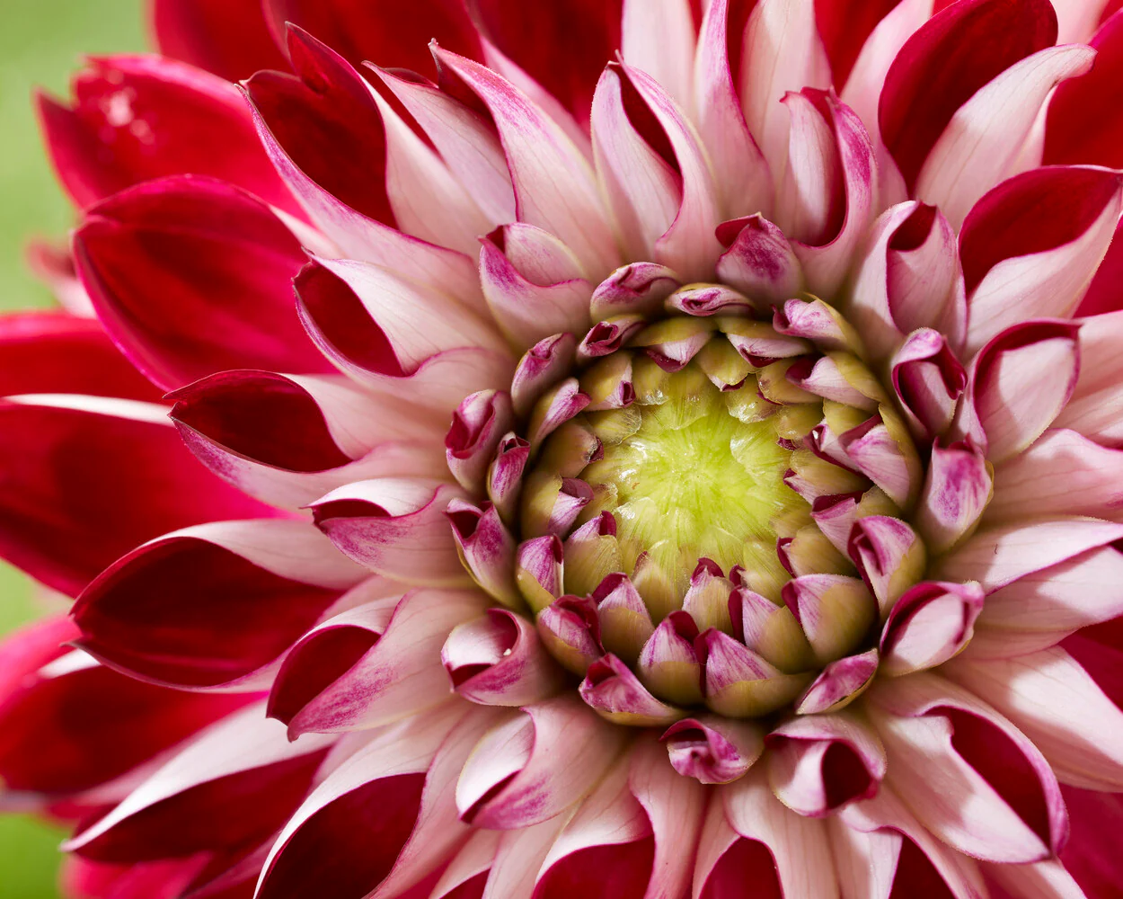 Dahlia 'Embassy' - Image 3