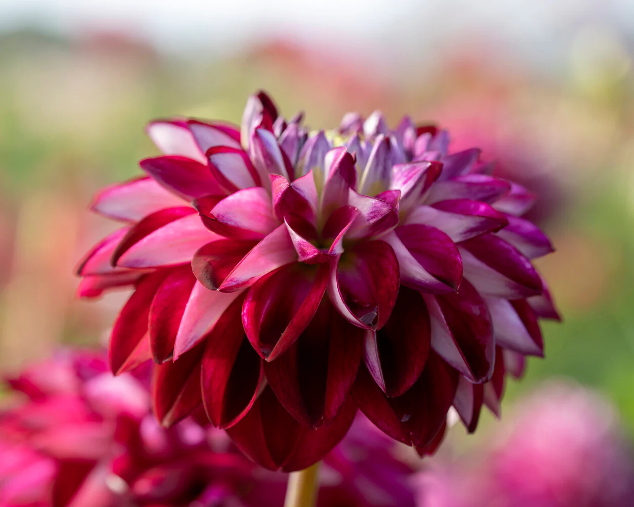 Dahlia 'Embassy' - Image 4