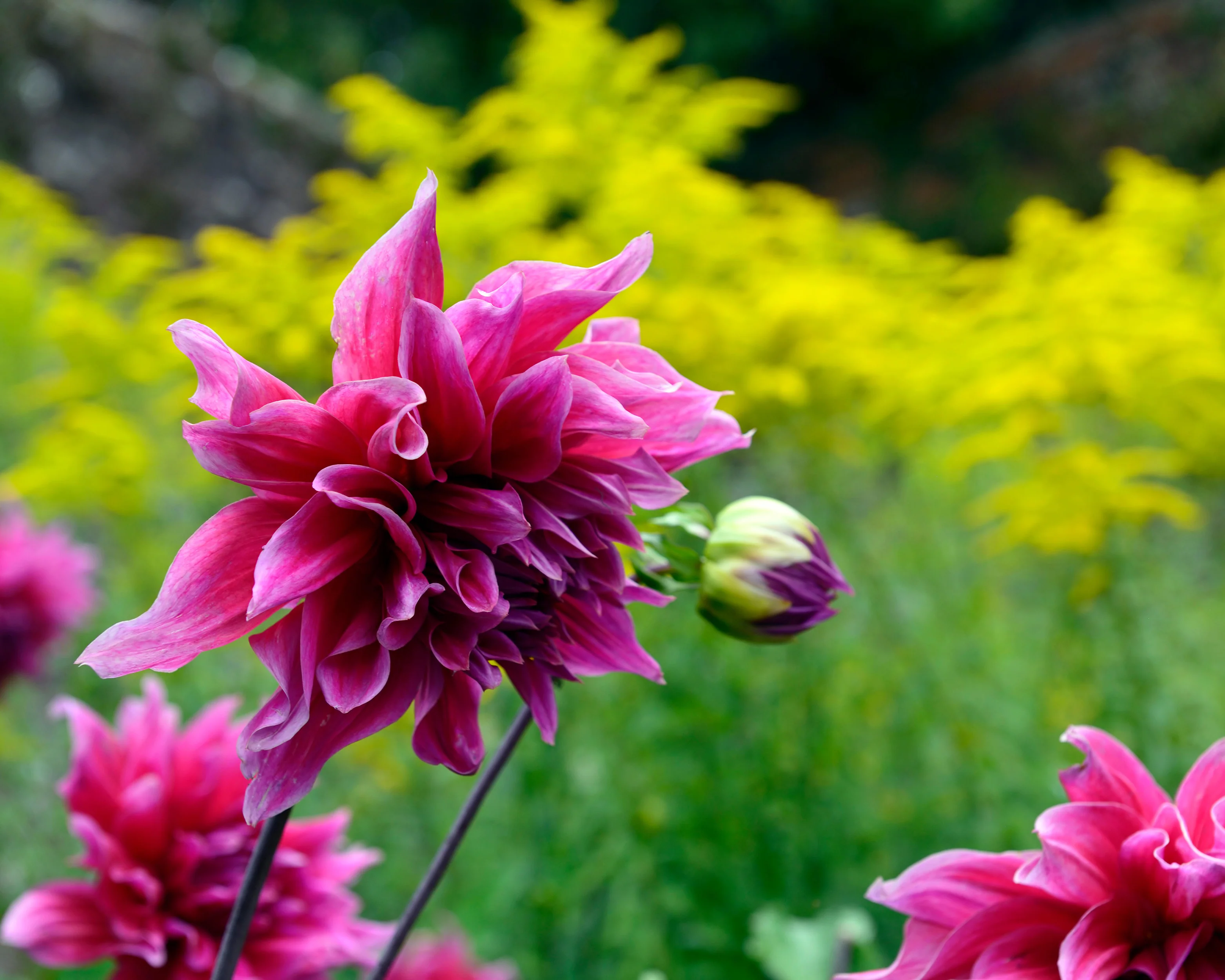 Dahlia 'Emory Paul' - Image 3