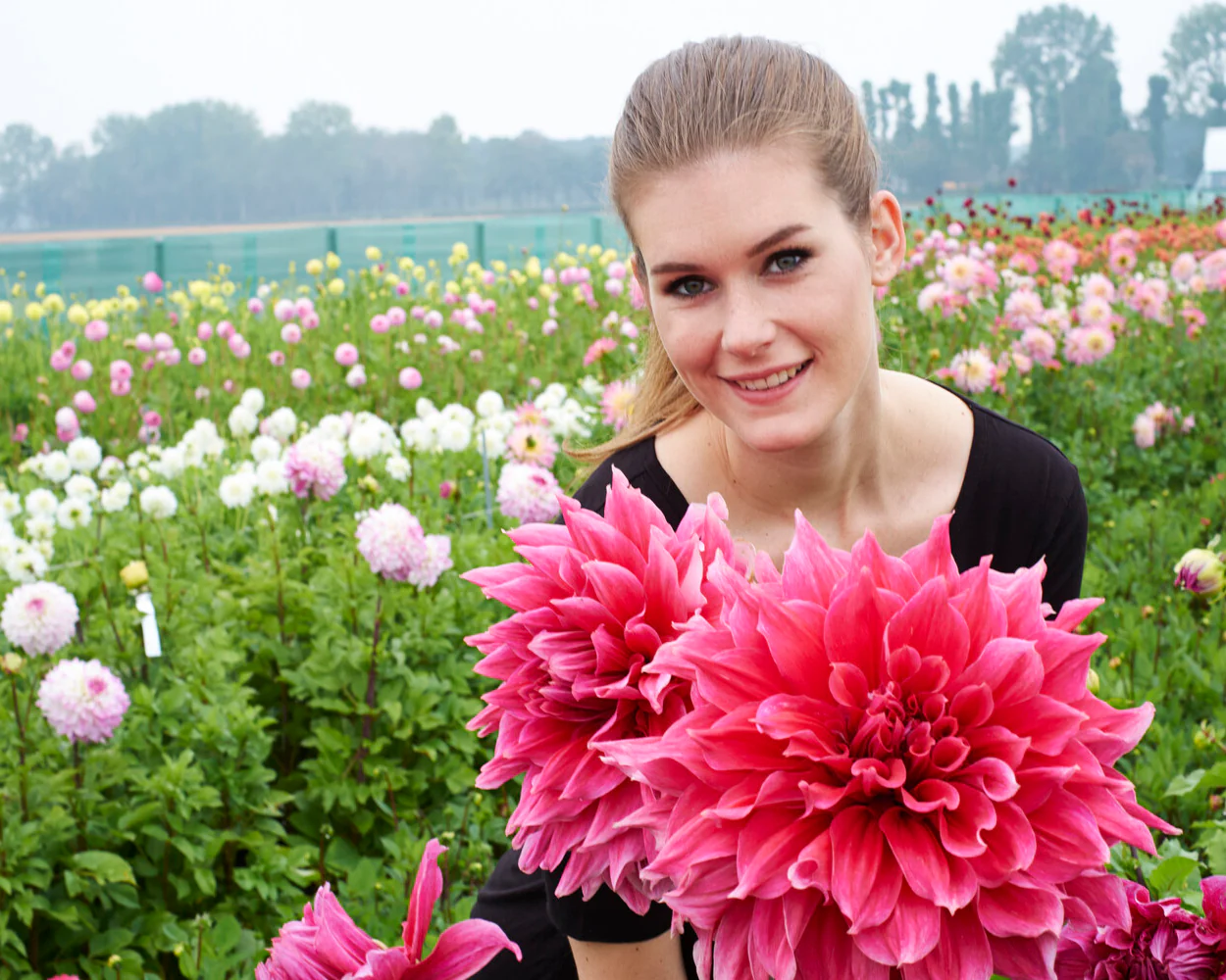 Dahlia 'Emory Paul' - Image 4