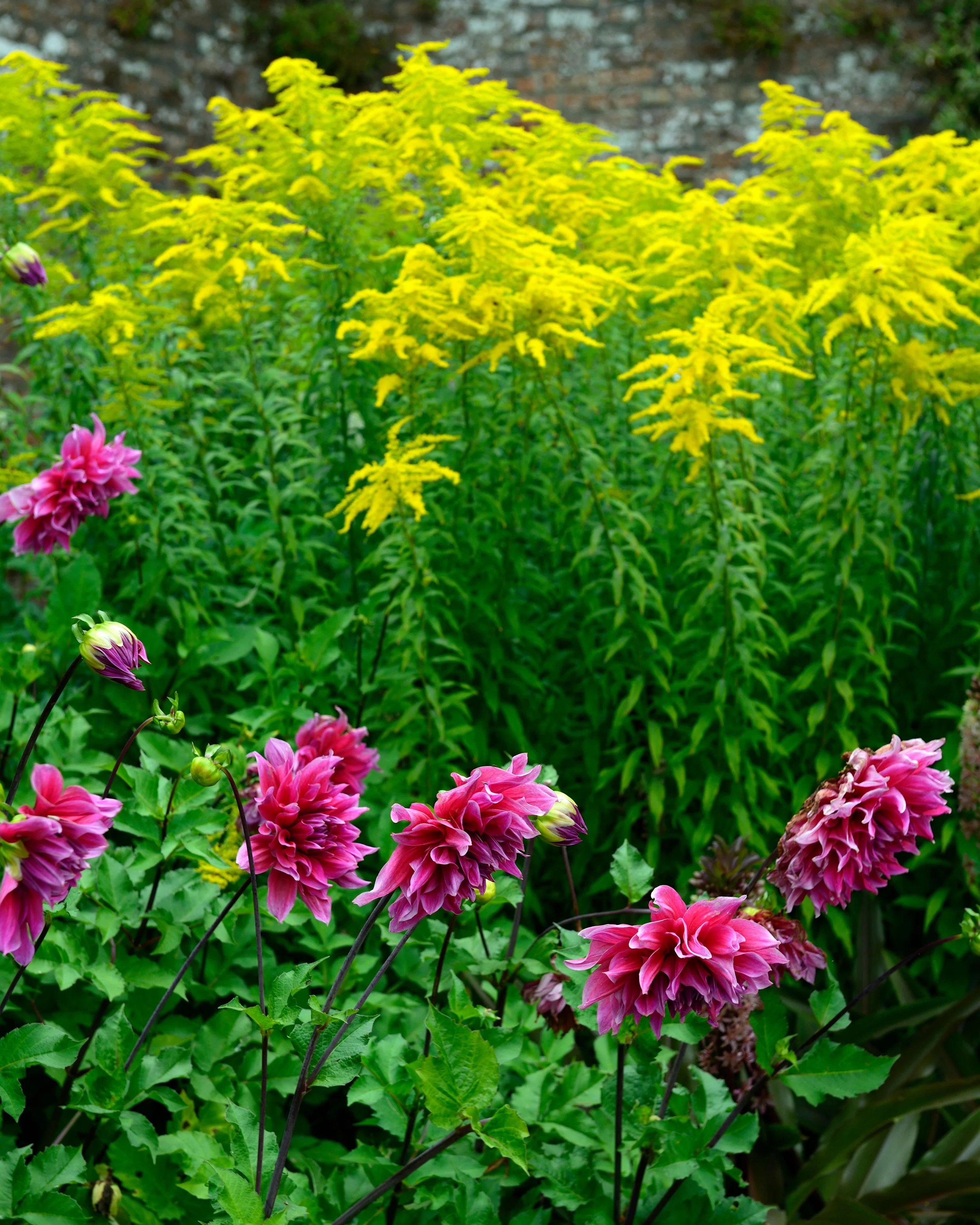 Dahlia 'Emory Paul' - Image 5