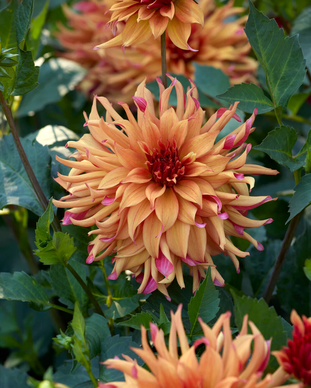 Dahlia 'Erpeler Ley' - Image 4