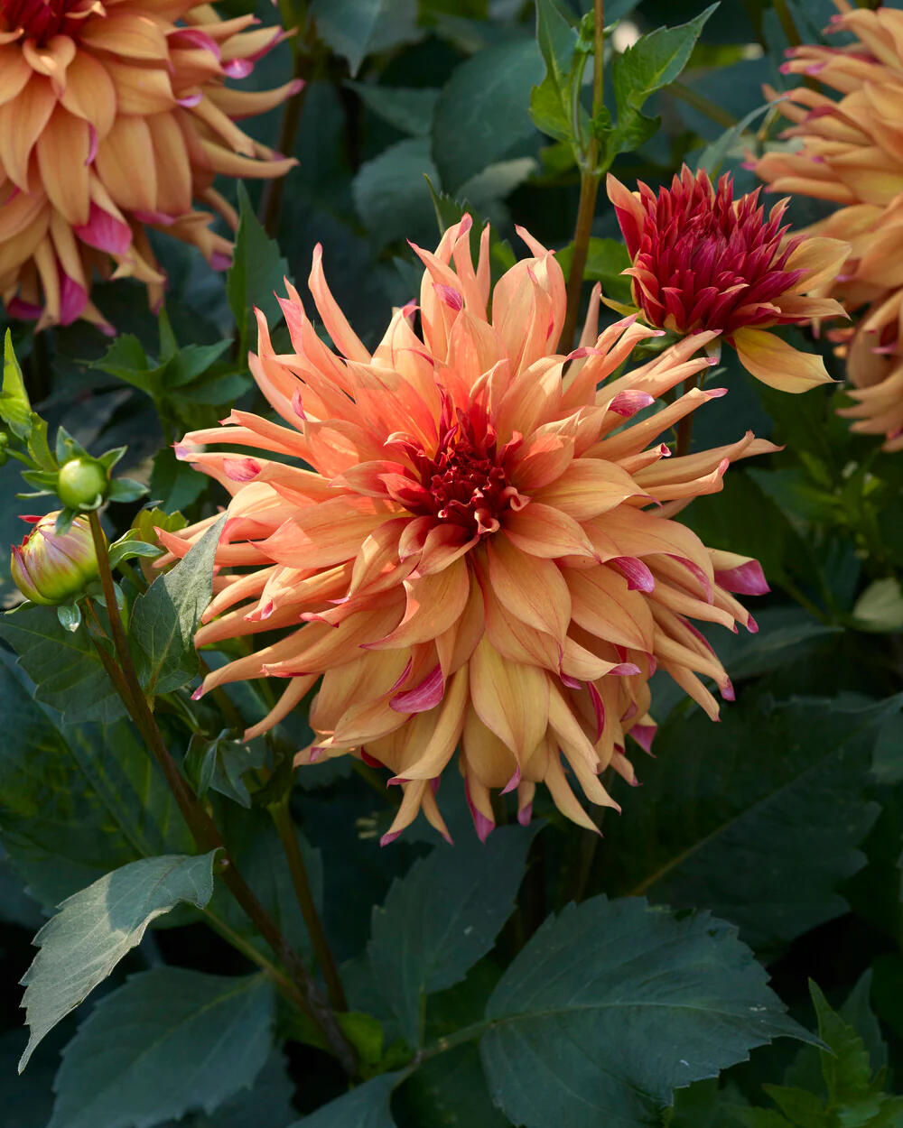 Dahlia 'Erpeler Ley' - Image 7