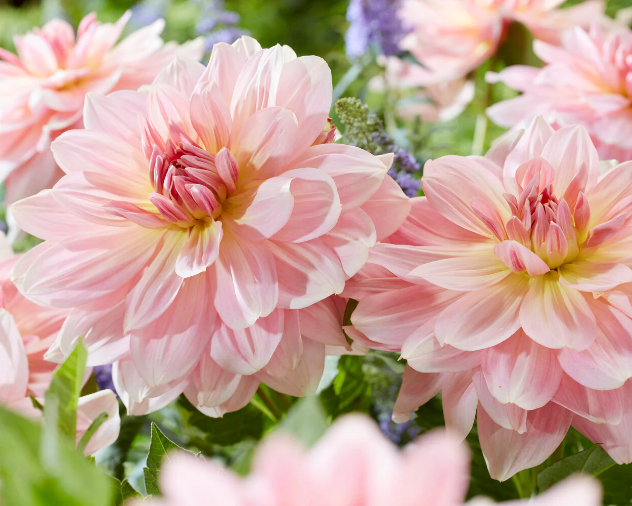 Dahlia 'Fairway Pilot' - Image 2