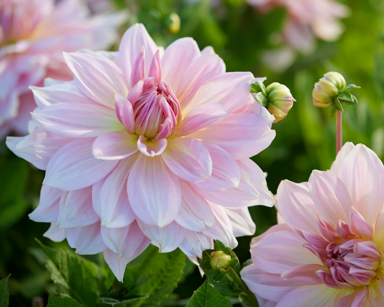 Dahlia 'Fairway Pilot' - Image 3