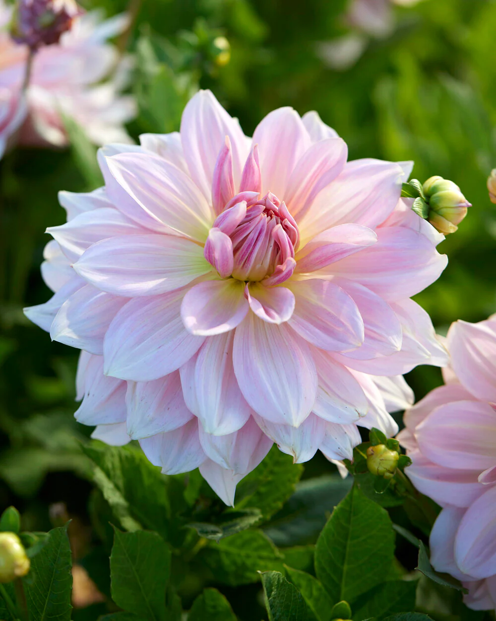 Dahlia 'Fairway Pilot' - Image 6