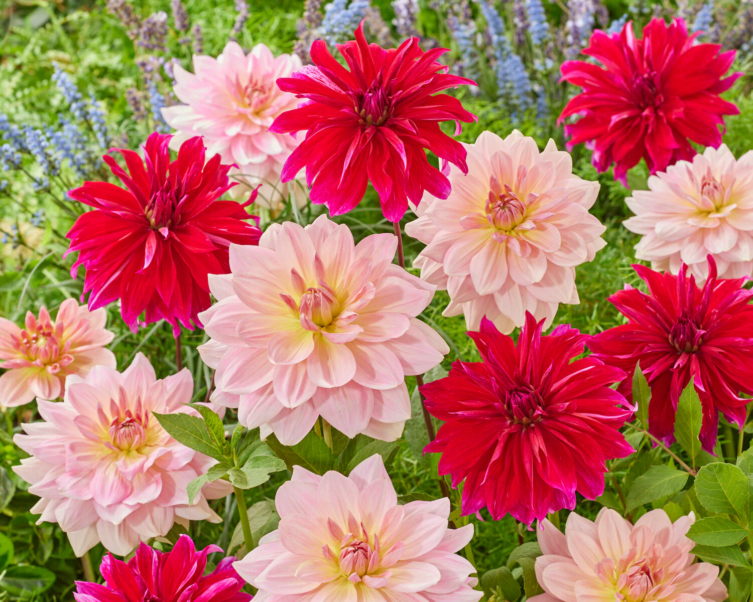 Dahlia 'Fairway Pilot' - Image 8