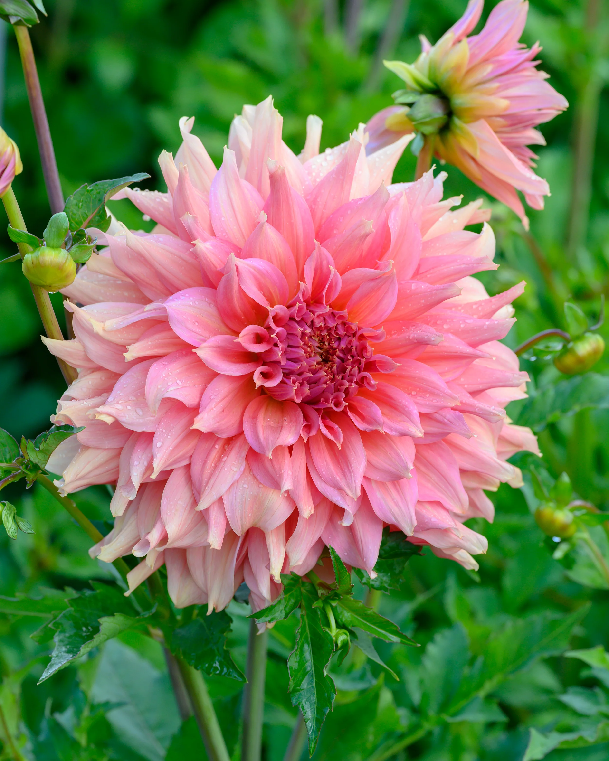 Dahlia 'Fairway Spur' - Image 3