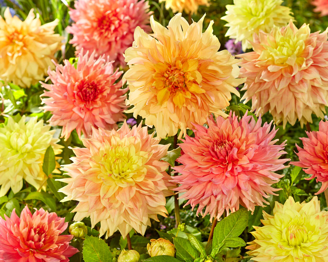 Dahlia 'Fairway Spur' - Image 8