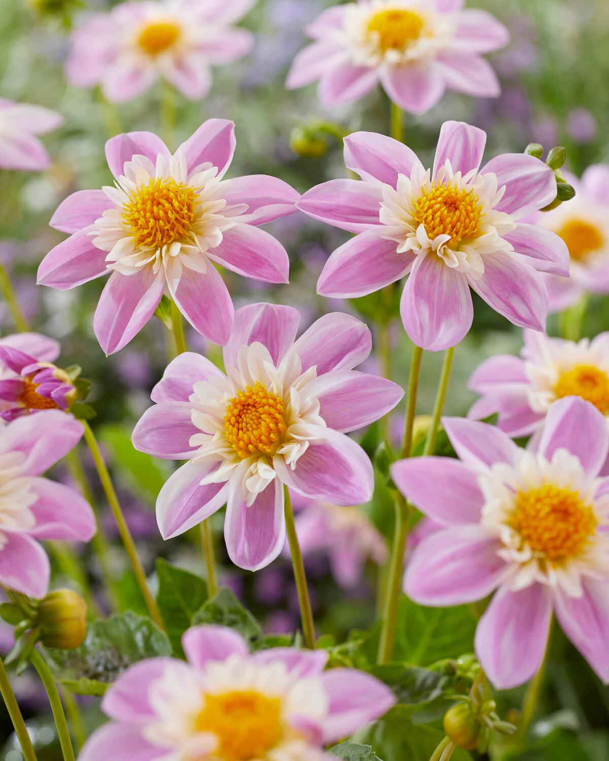 Dahlia 'Famoso' - Image 4