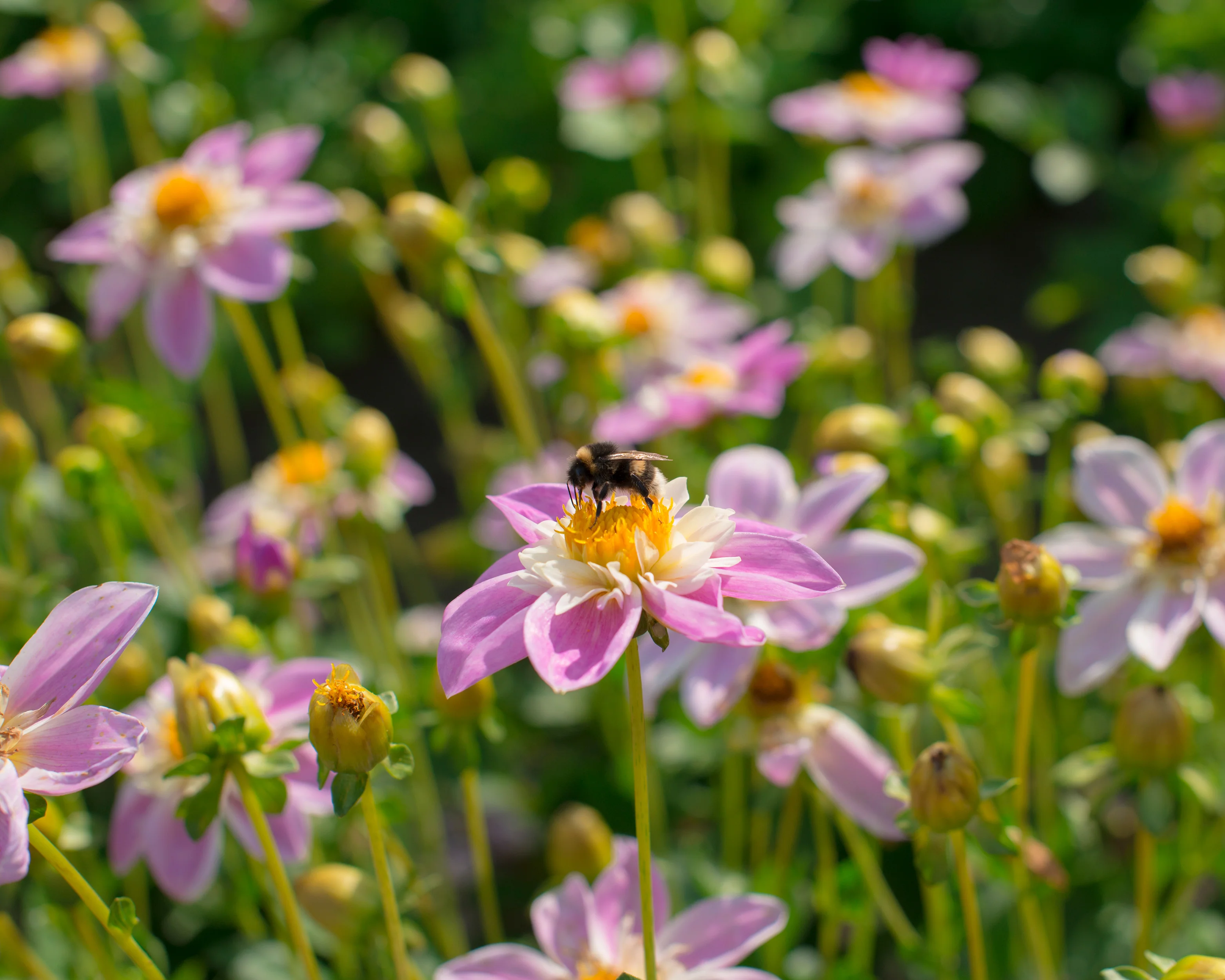 Dahlia 'Famoso' - Image 7