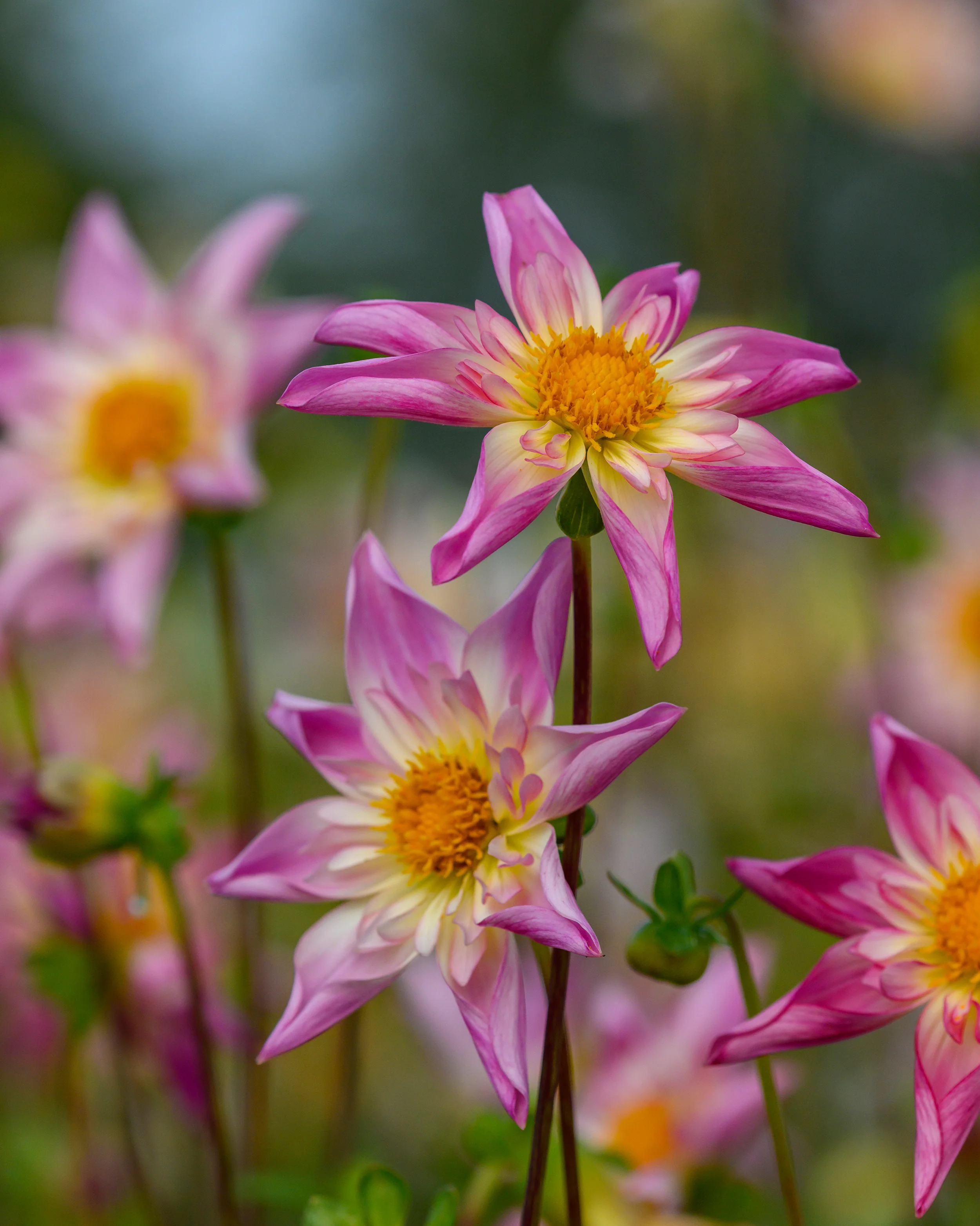 Dahlia 'Fancy Pants' - Image 3