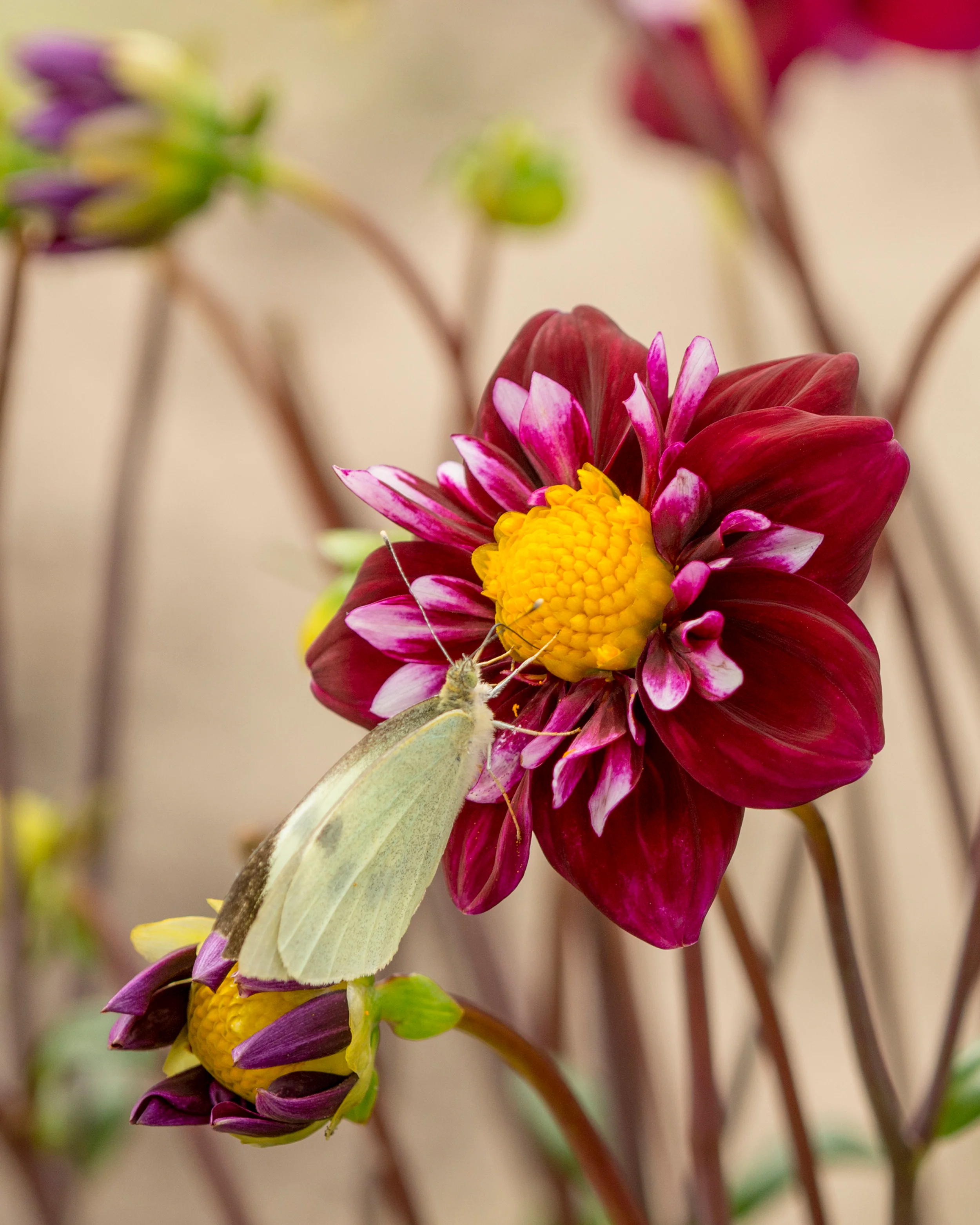 Dahlia 'Fantastico' - Image 5