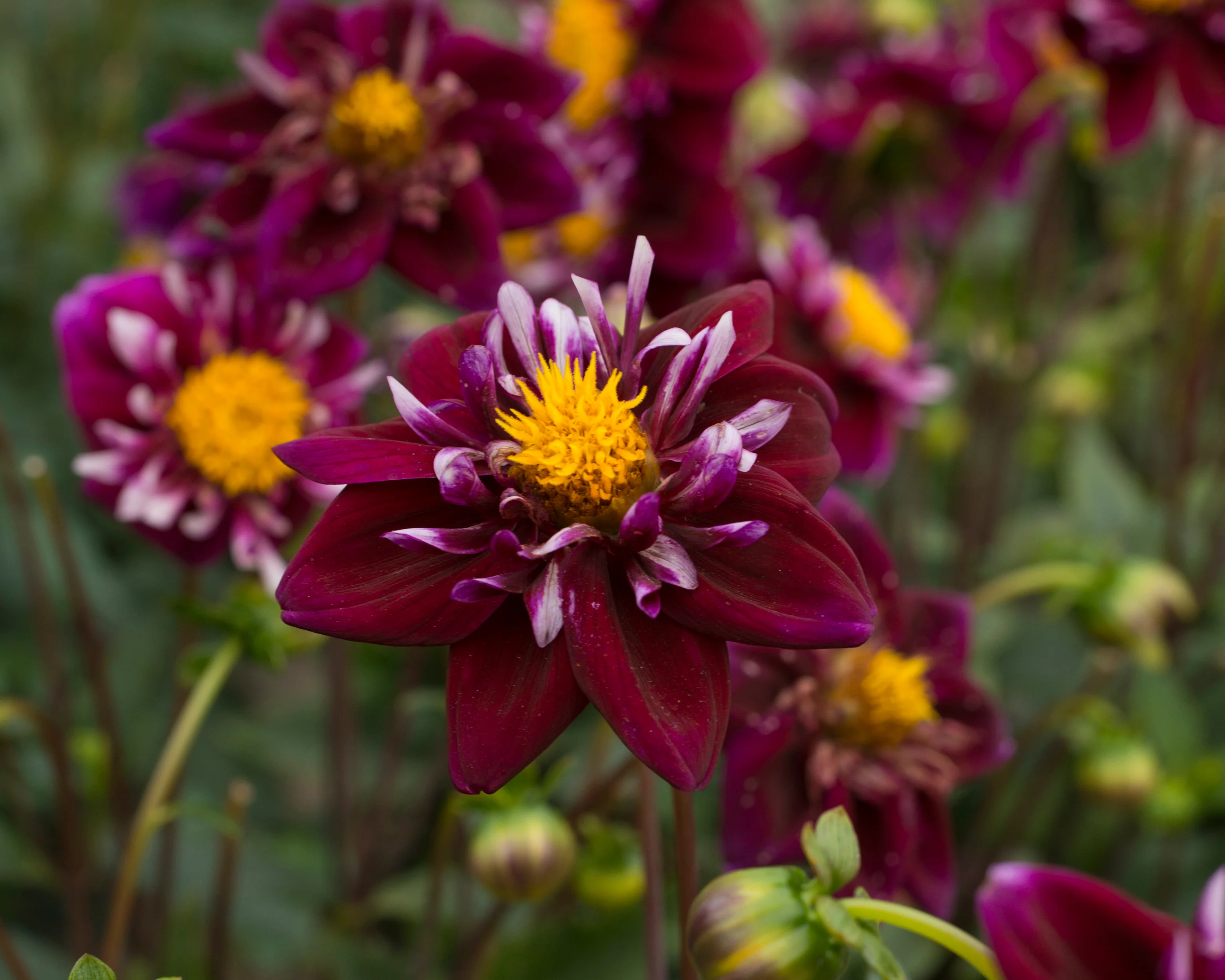 Dahlia 'Fantastico' - Image 7