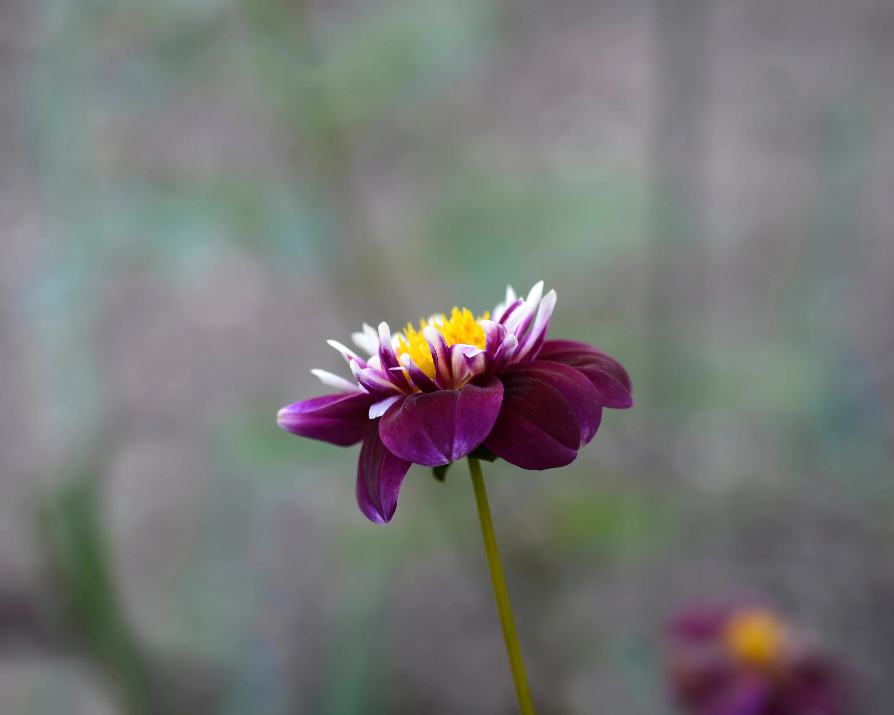 Dahlia 'Fantastico' - Image 8