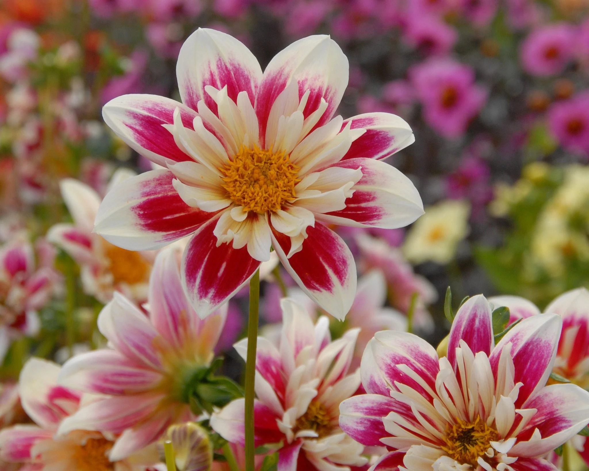 Dahlia 'Fashion Monger' - Image 3