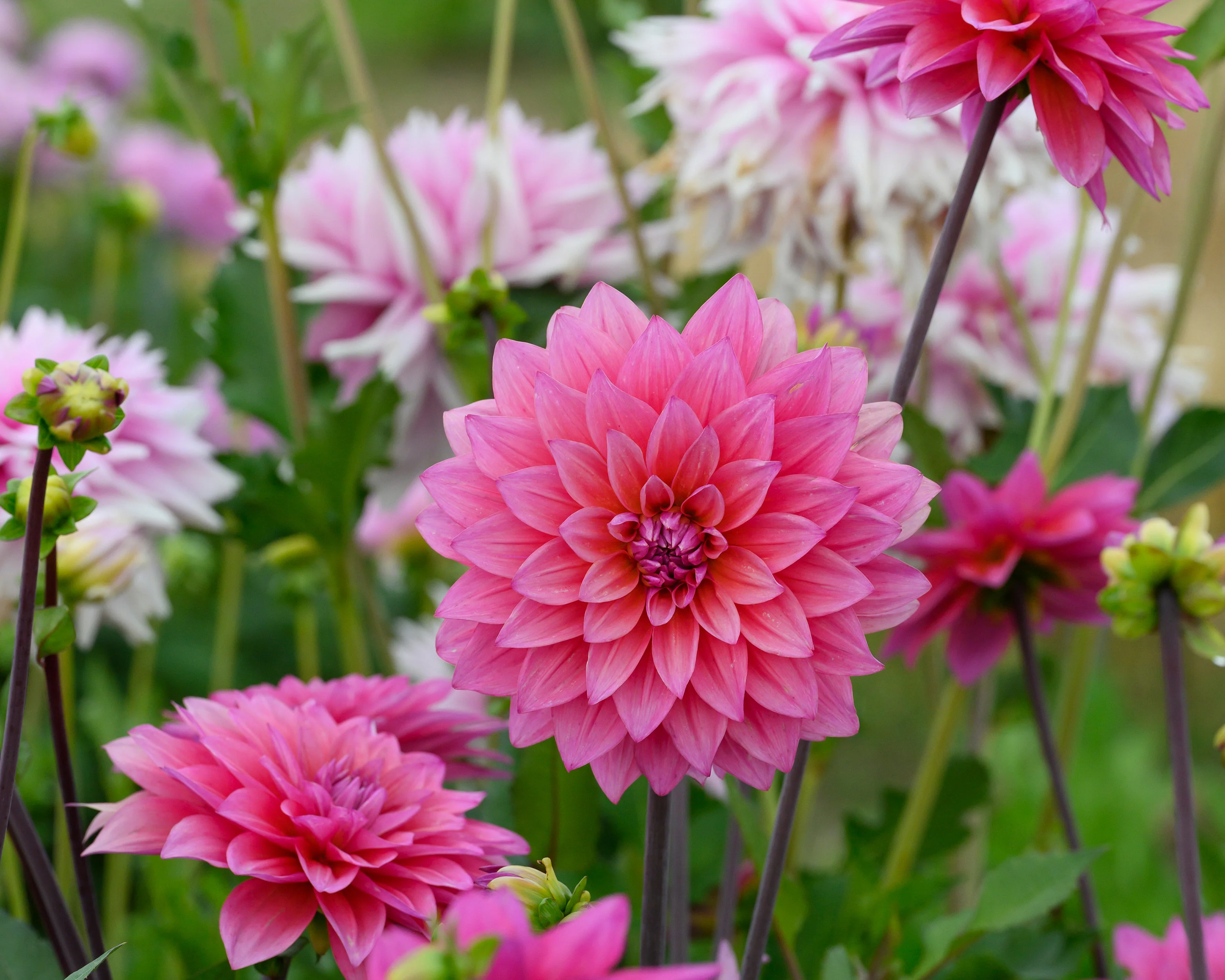 Dahlia 'Feline Yvonne' - Image 6