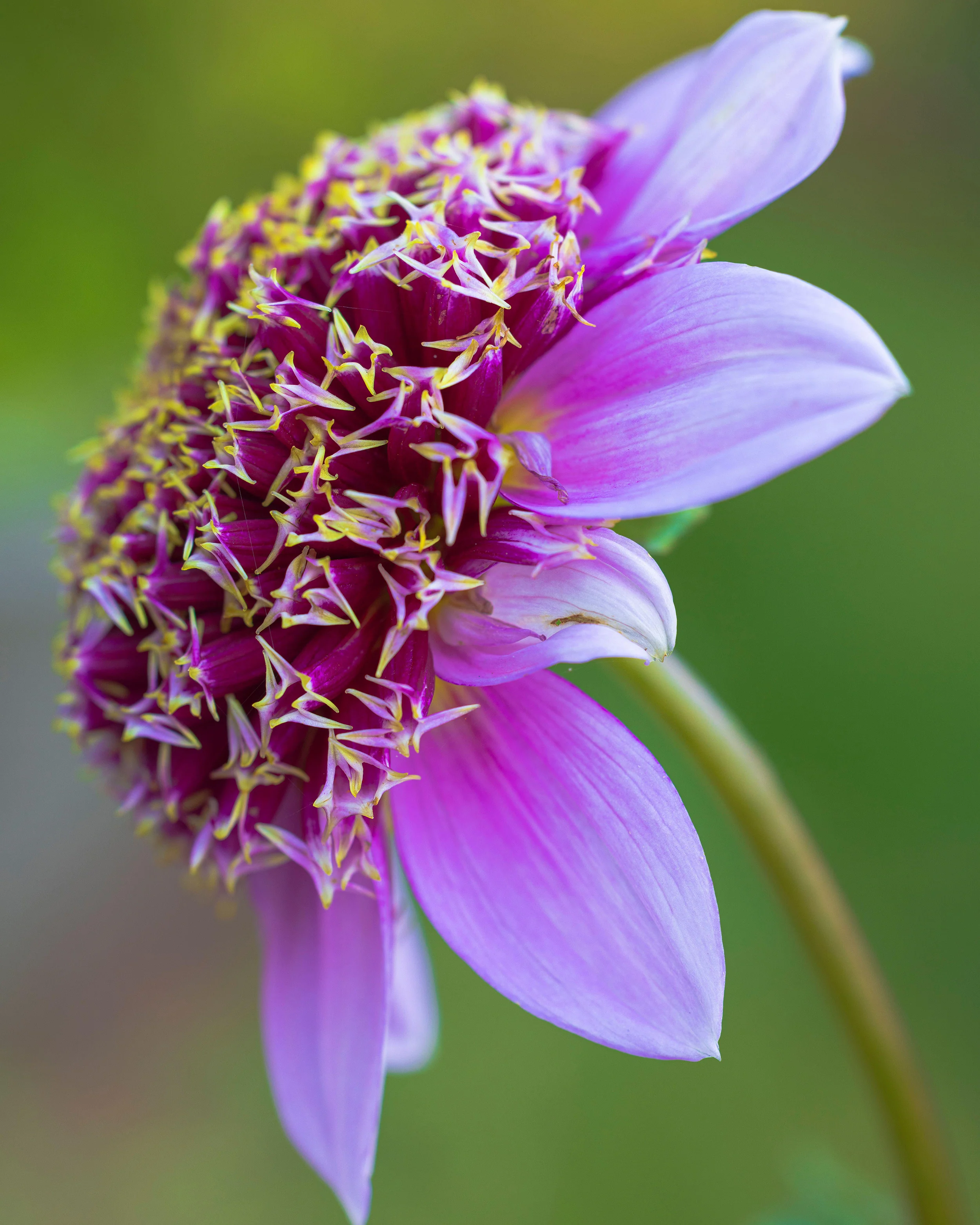 Dahlia 'Fenna Baaij' - Image 9