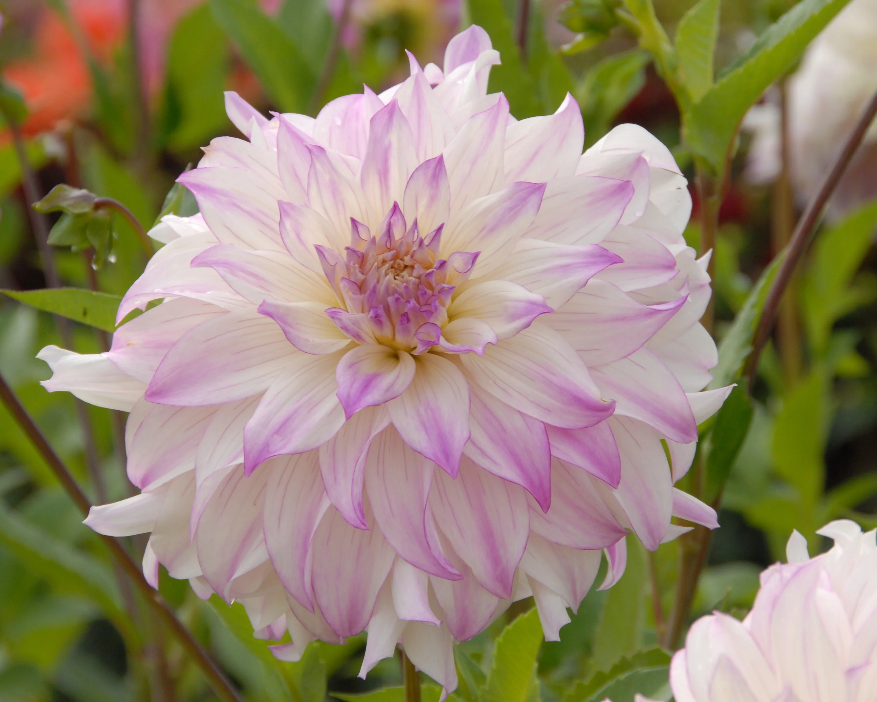 Dahlia 'Ferncliff Illusion' - Image 2