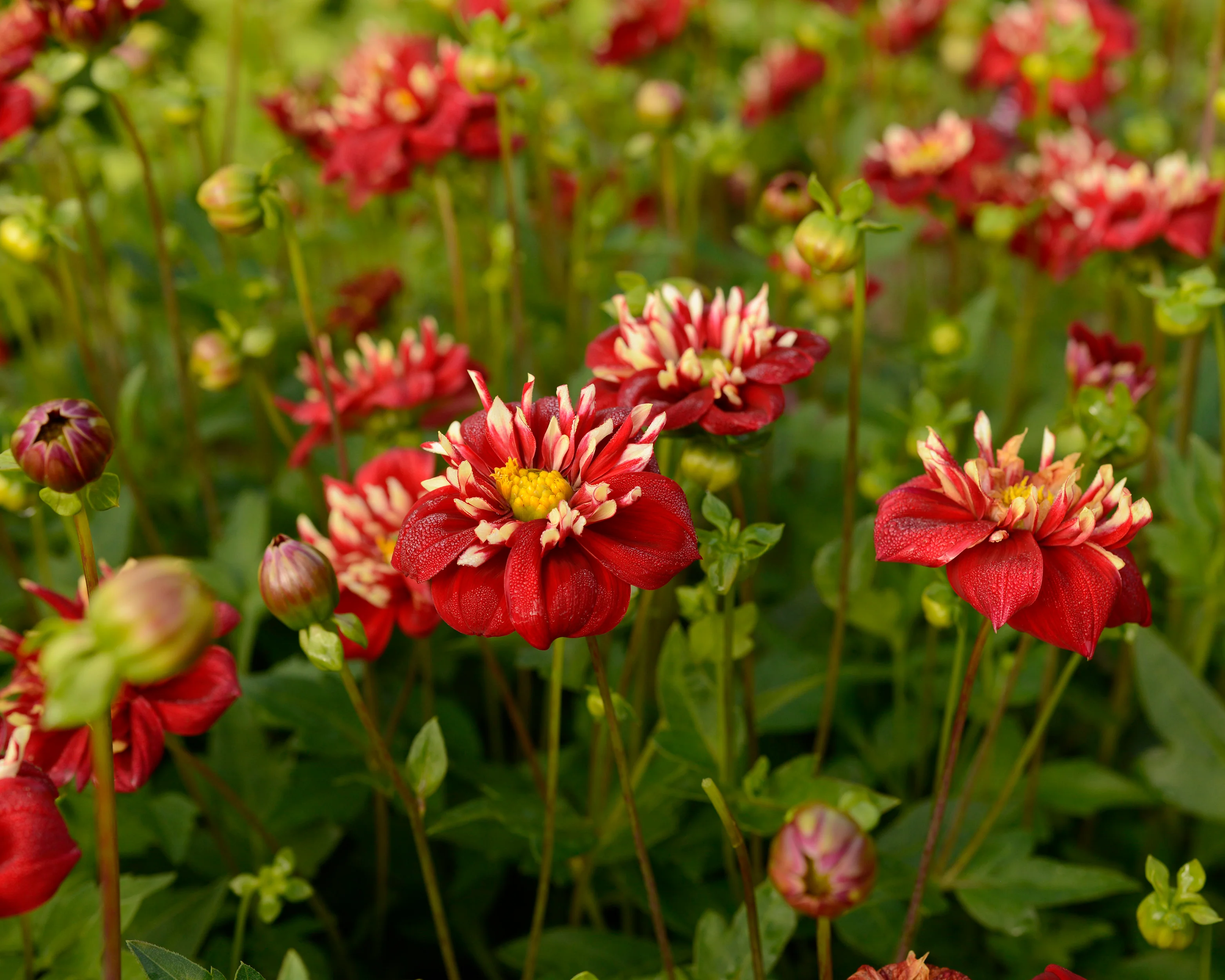 Dahlia 'Festivo' - Image 2