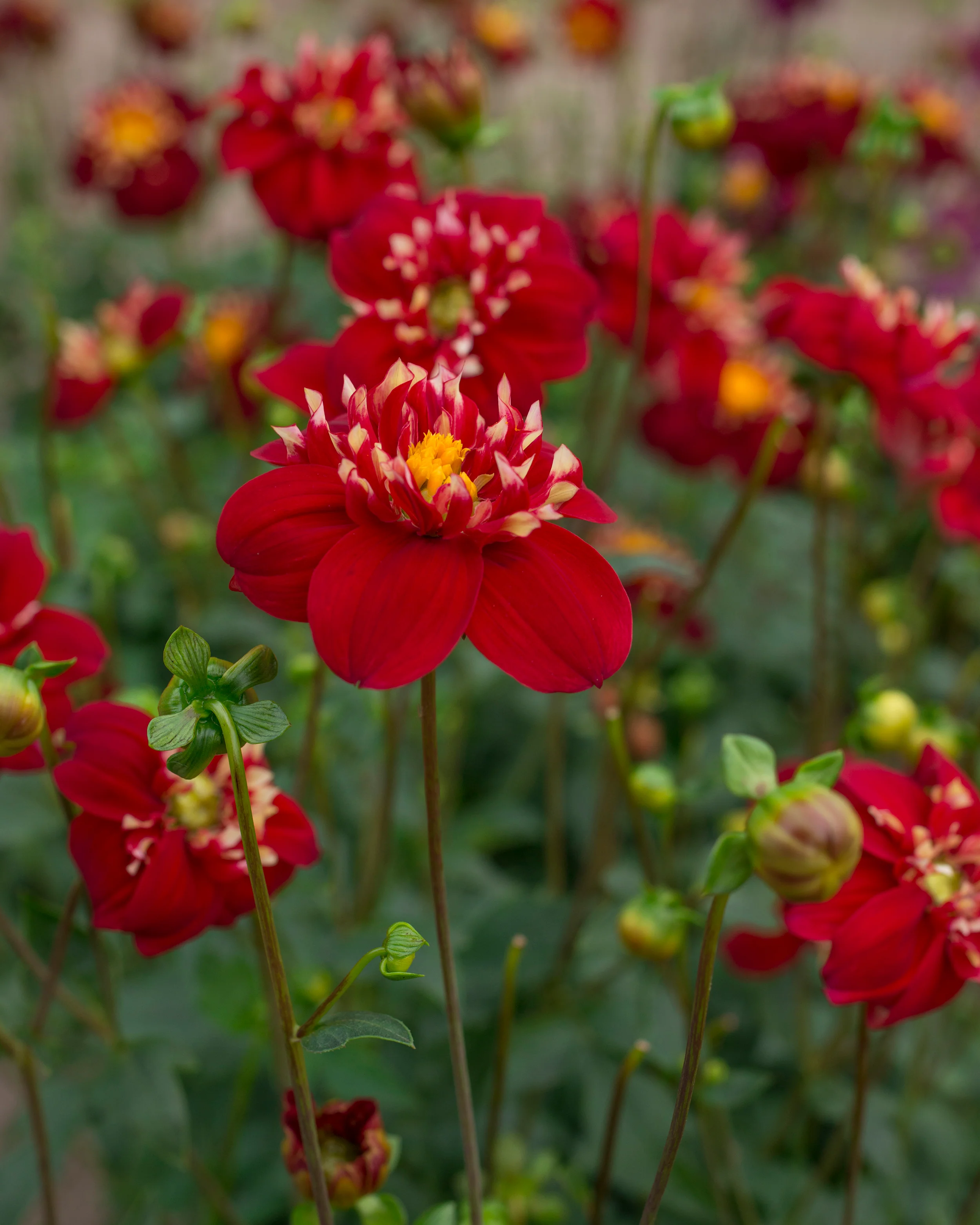 Dahlia 'Festivo' - Image 3
