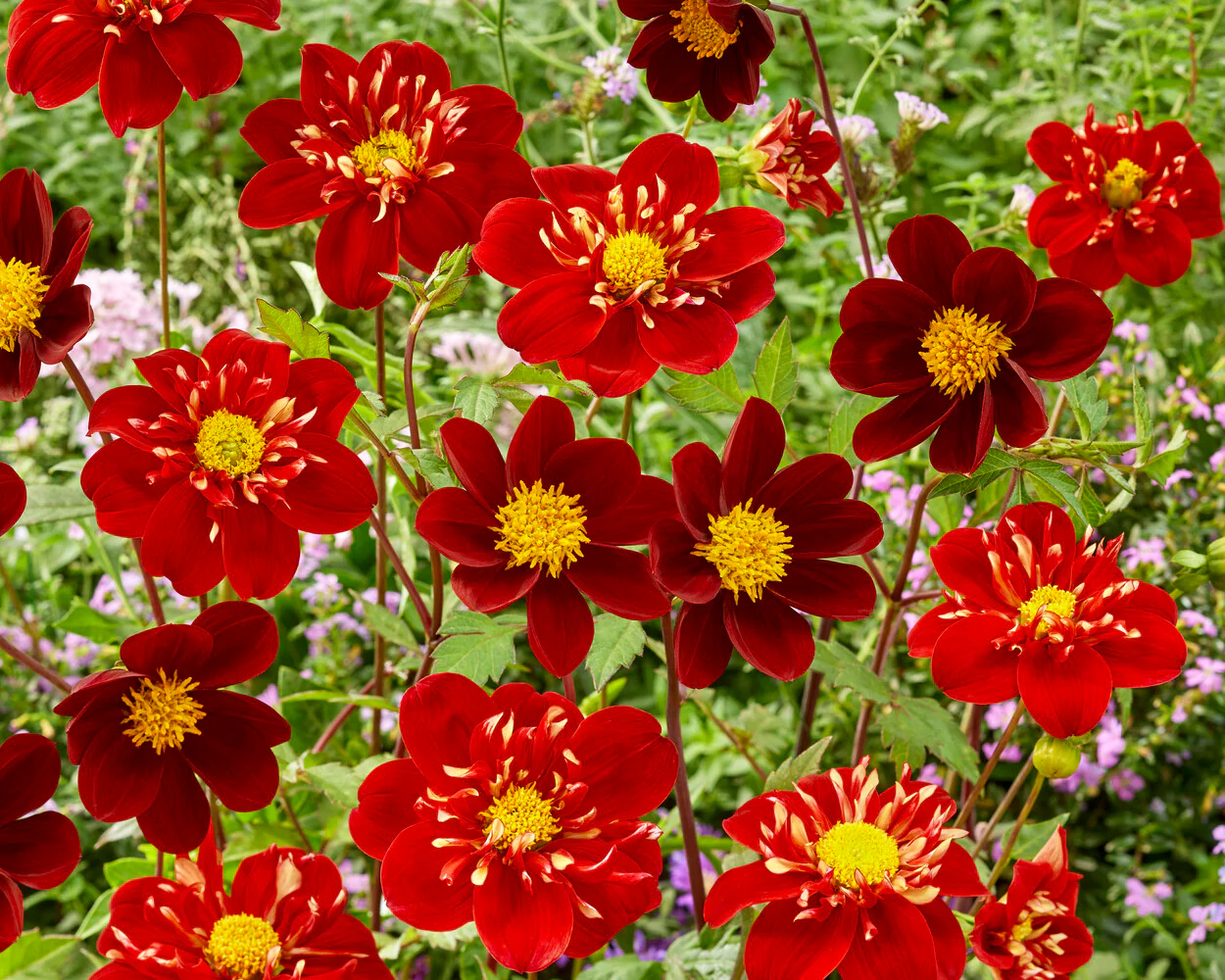 Dahlia 'Festivo' - Image 4