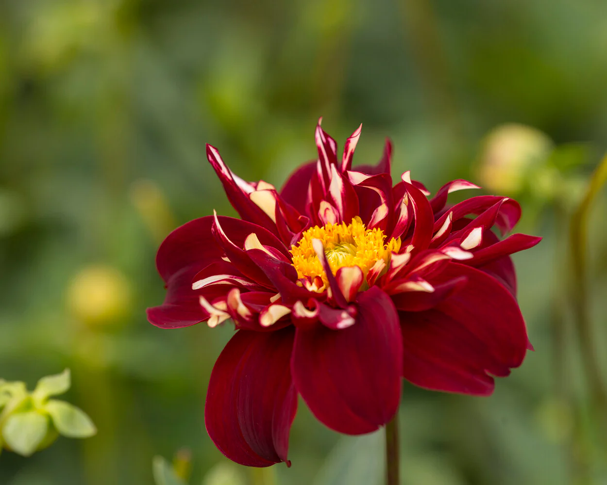 Dahlia 'Festivo' - Image 5