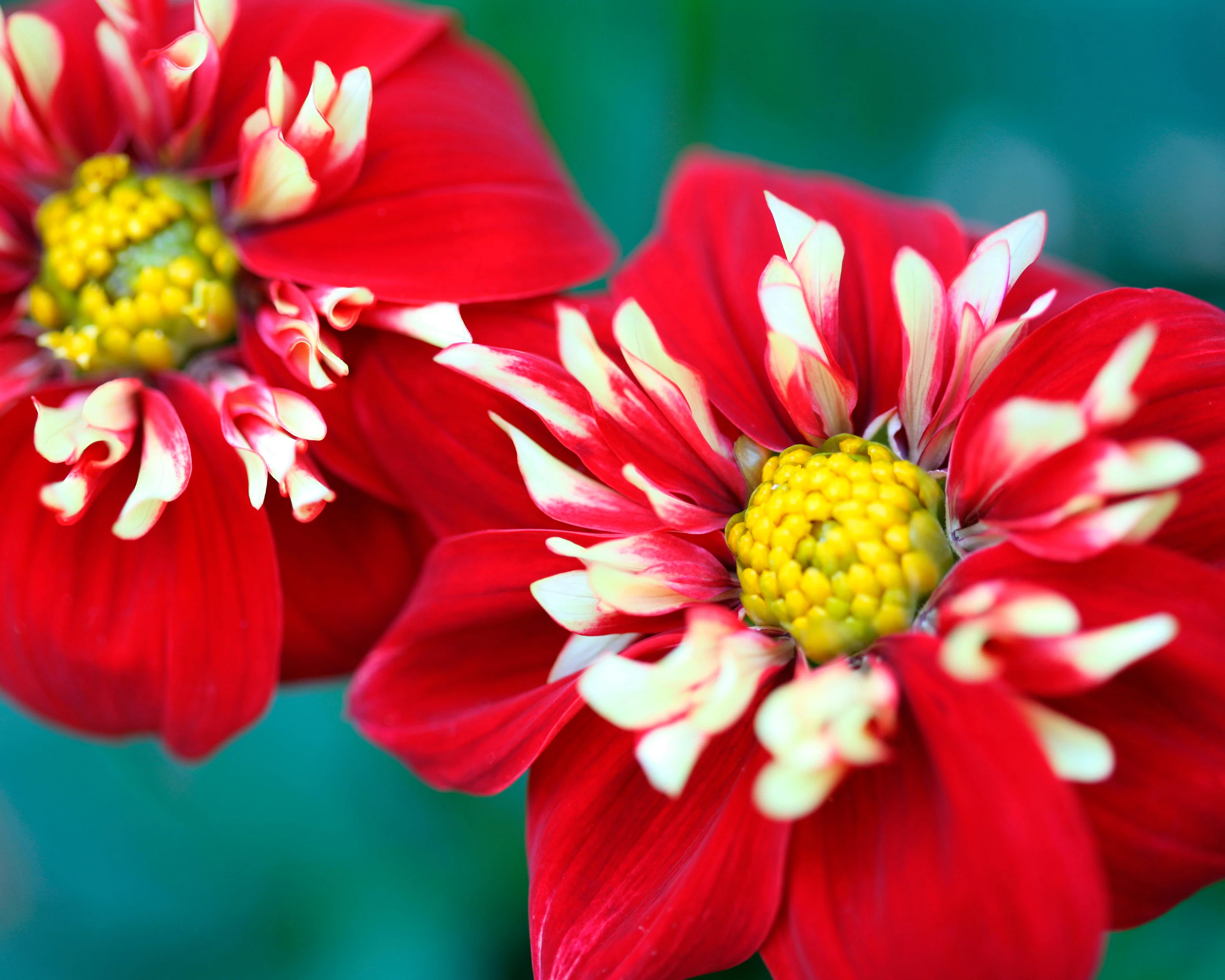 Dahlia 'Festivo' - Image 6