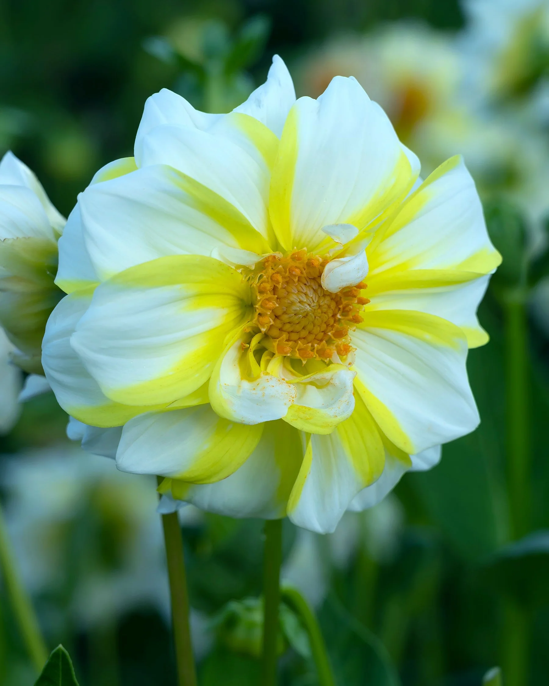 Dahlia 'Fire and Ice Lemon' - Image 4