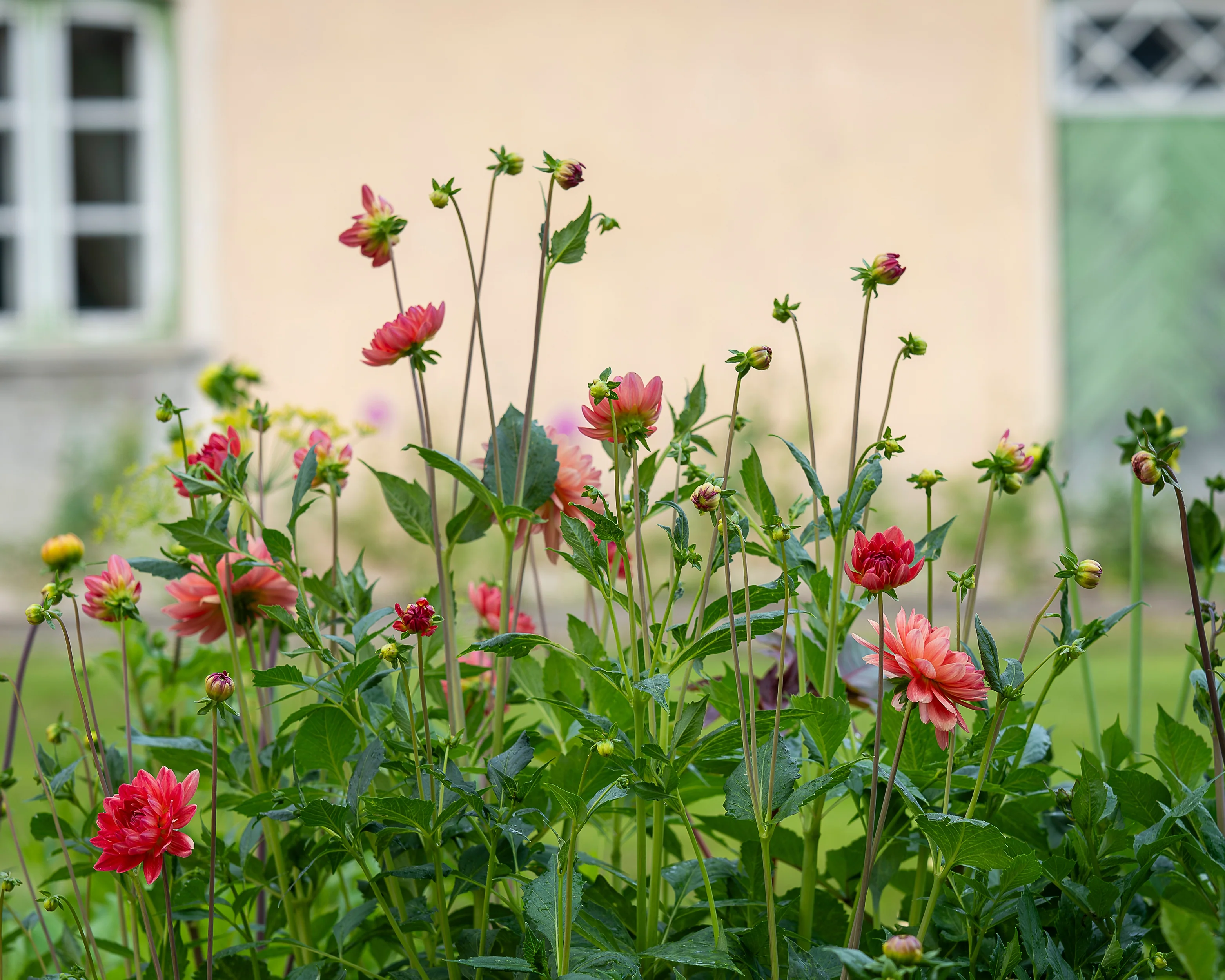 Dahlia 'Firepot' - Image 10