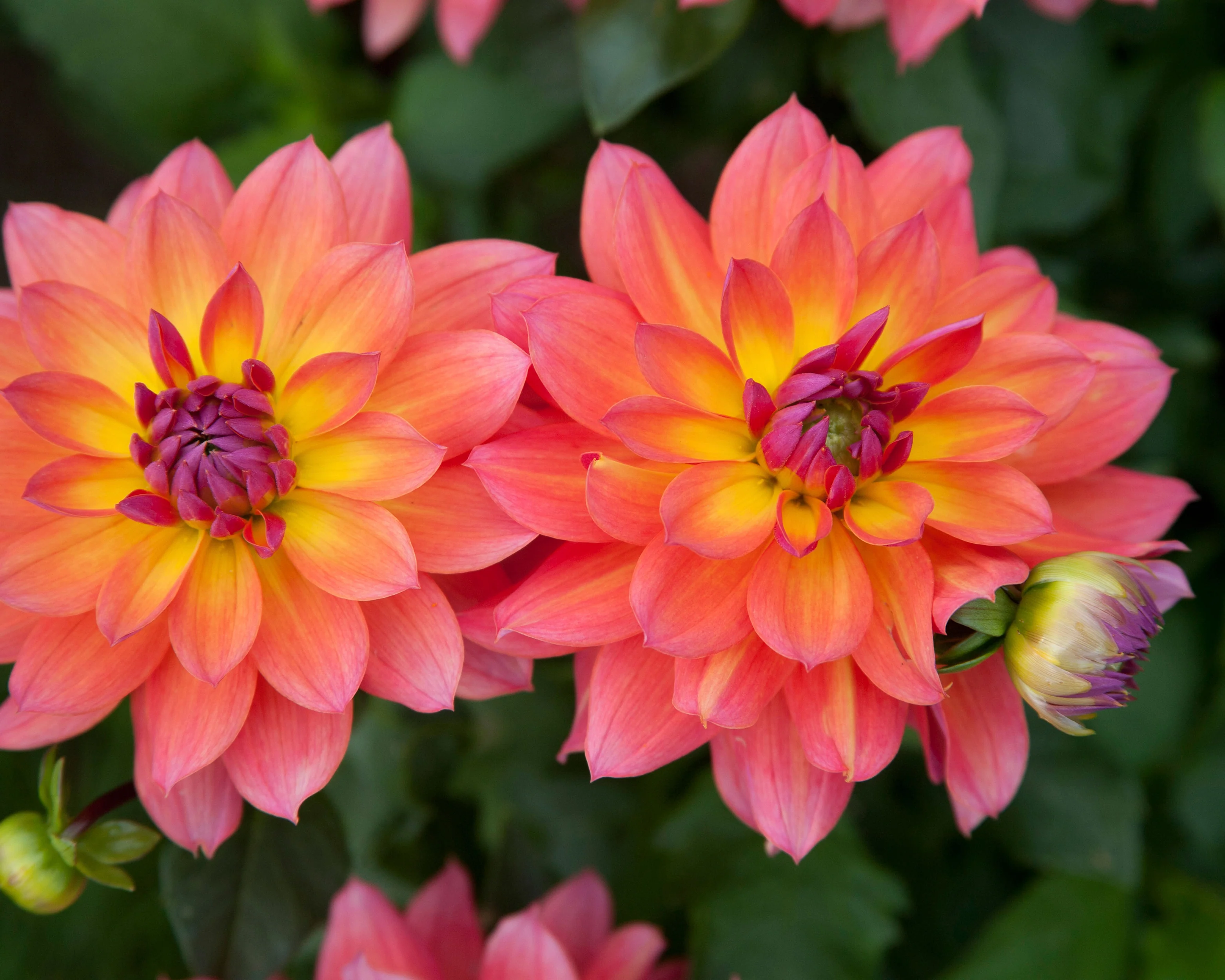 Dahlia 'Firepot' - Image 11