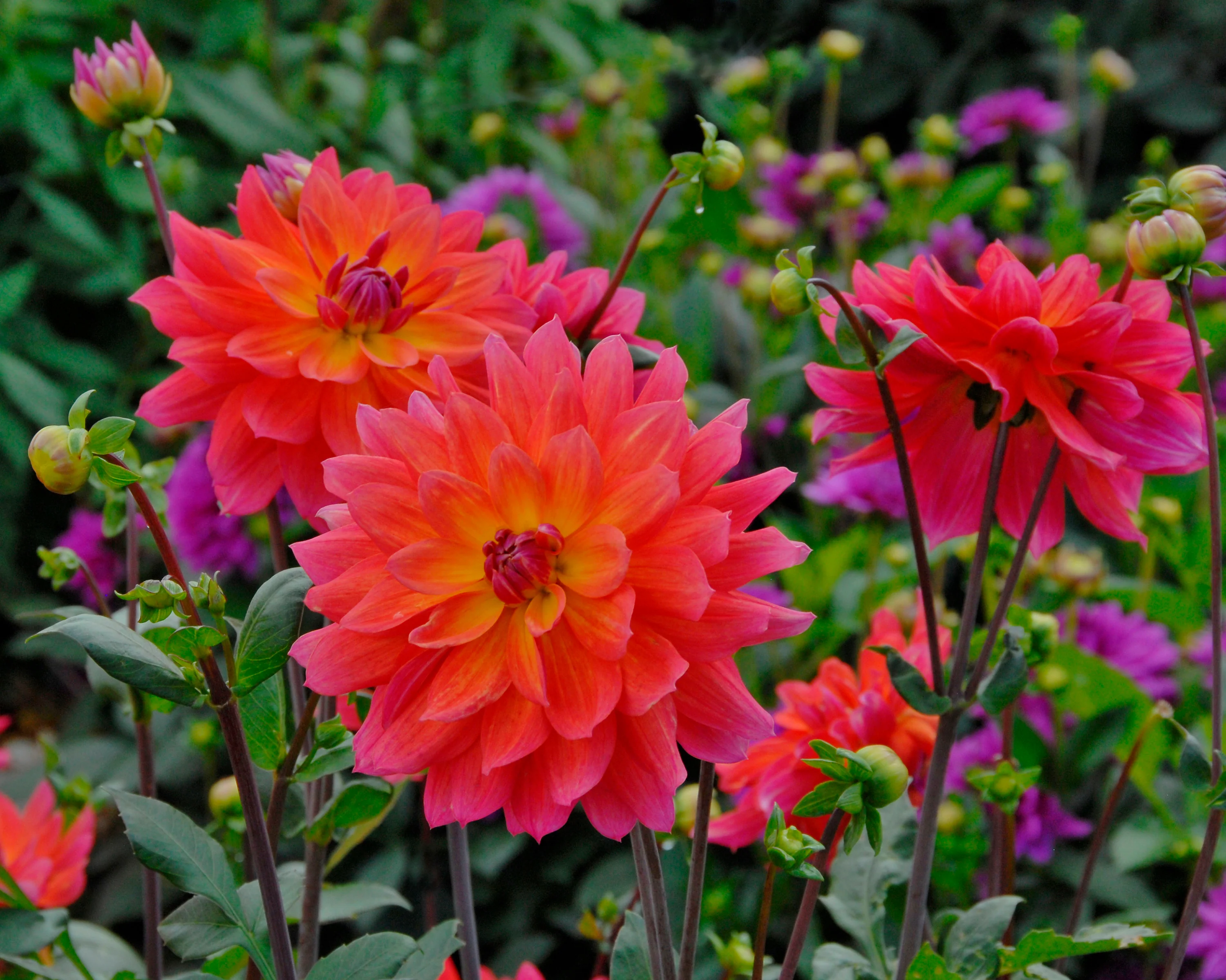 Dahlia 'Firepot' - Image 5