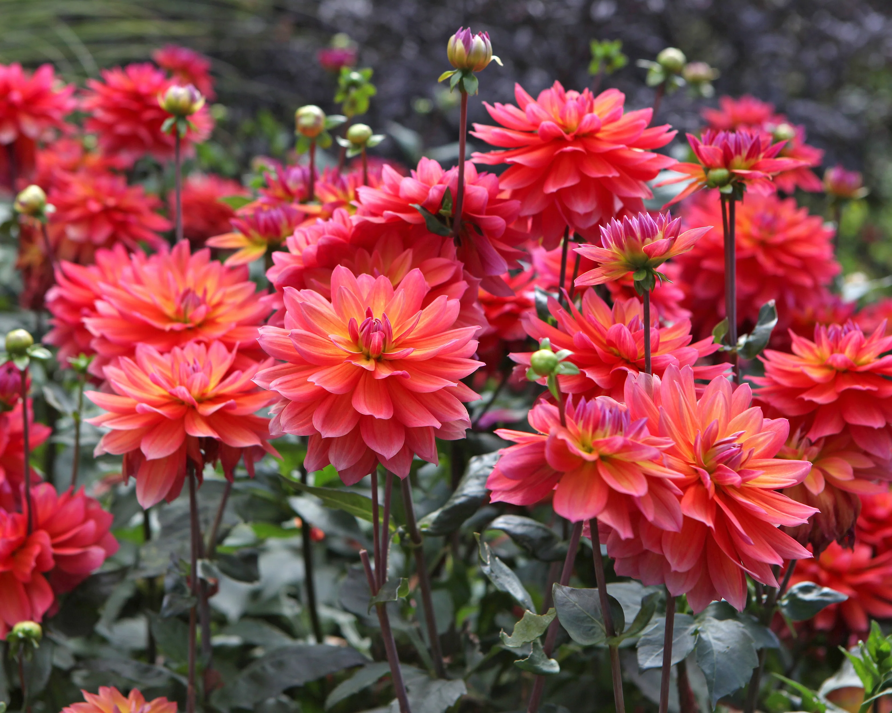 Dahlia 'Firepot' - Image 8