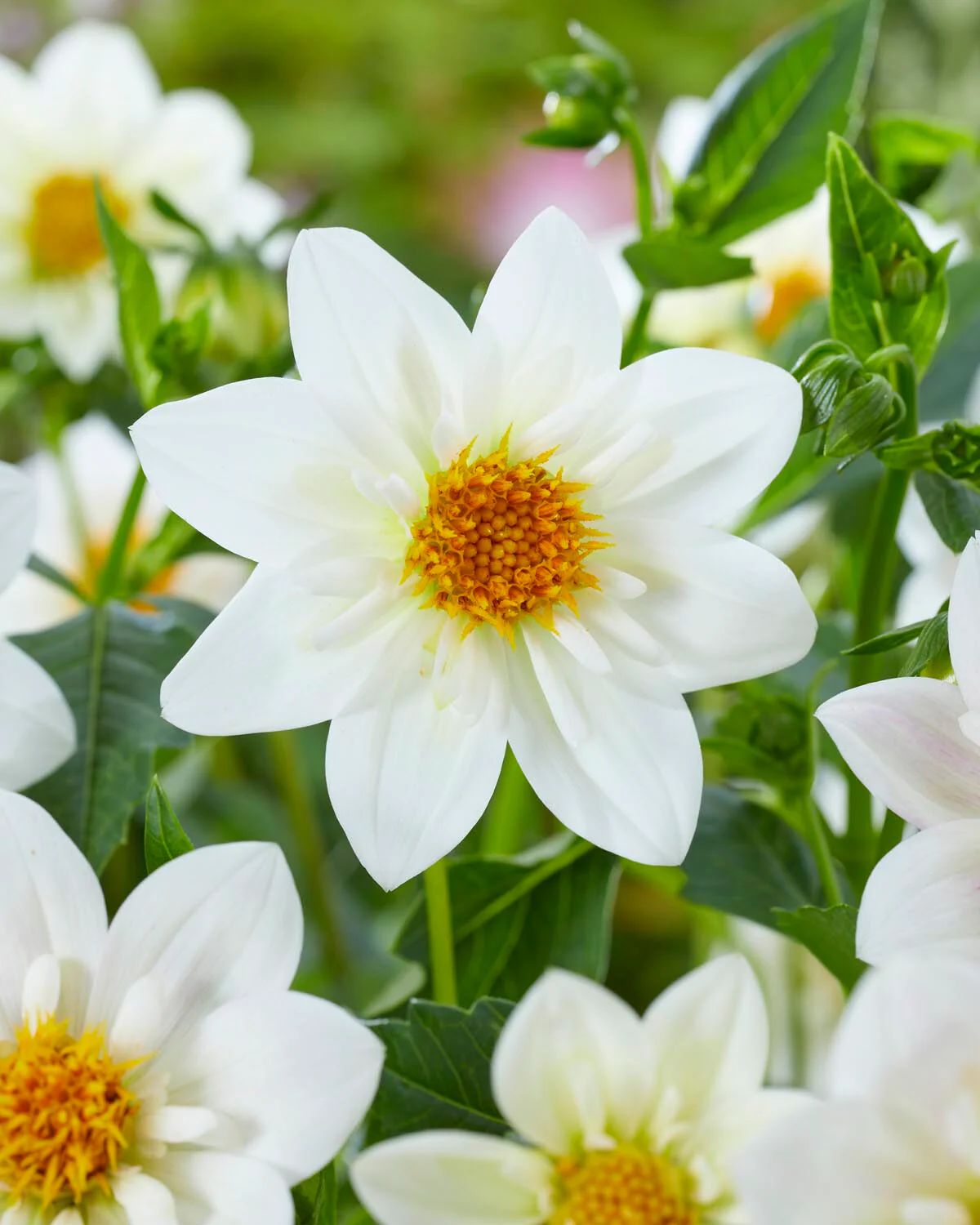 Dahlia 'Impression Flamenco' - Image 3