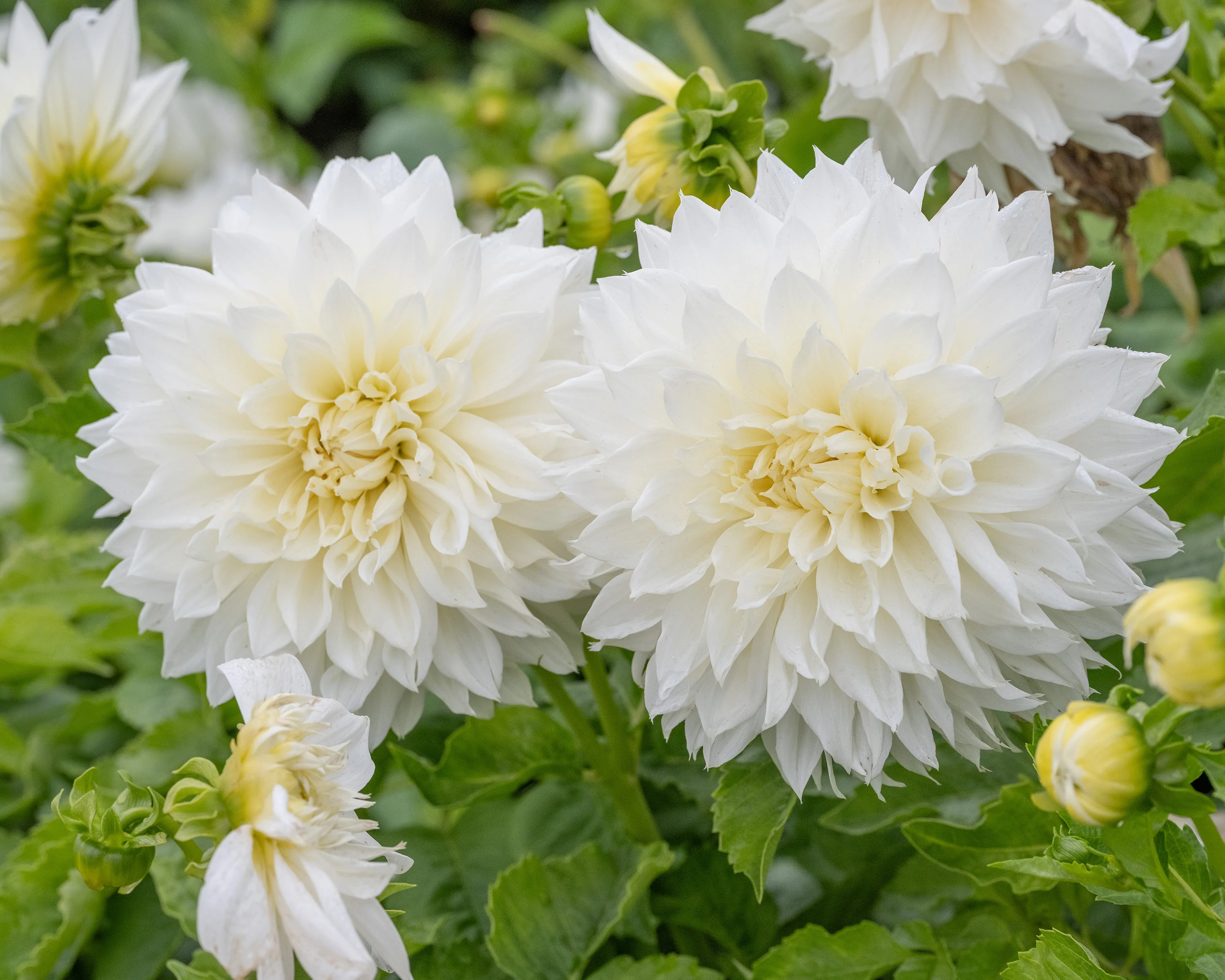 Dahlia 'Fleurel' - Image 2