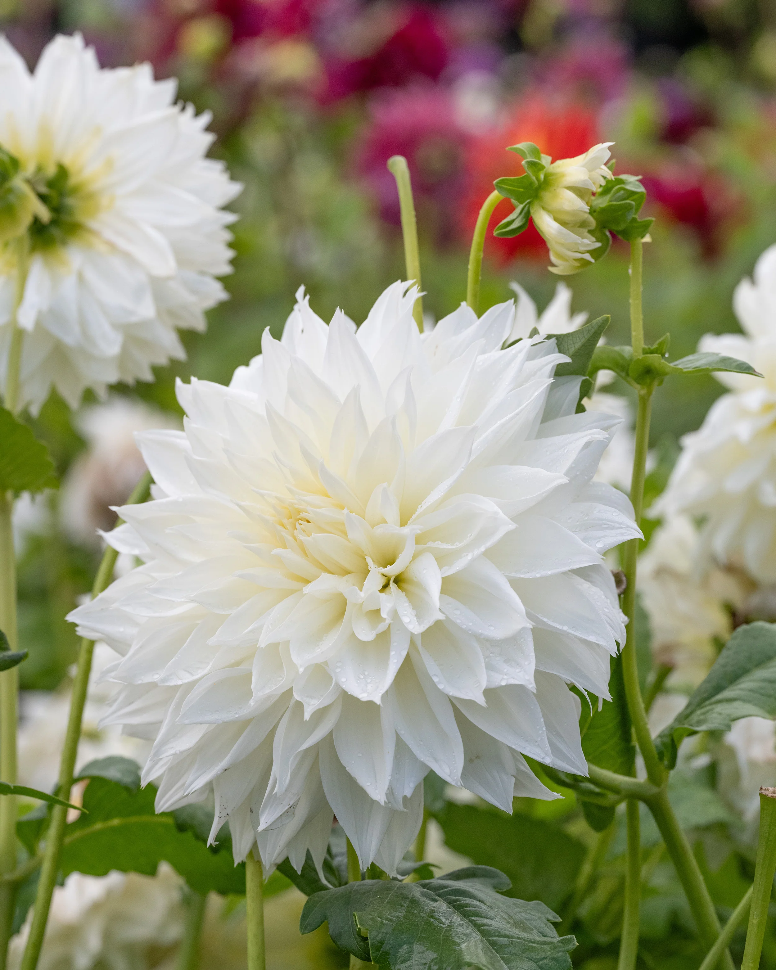 Dahlia 'Fleurel' - Image 3