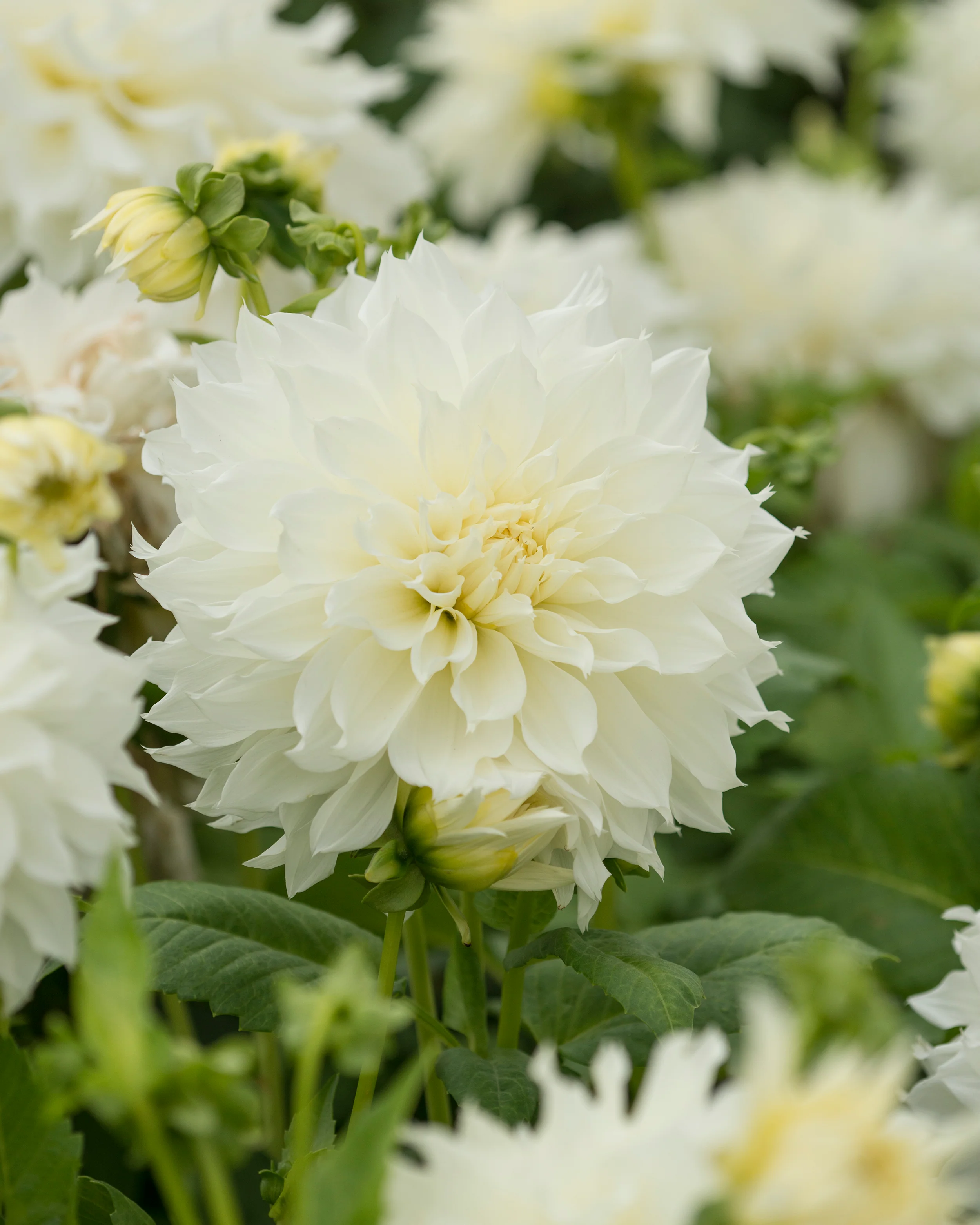 Dahlia 'Fleurel' - Image 4