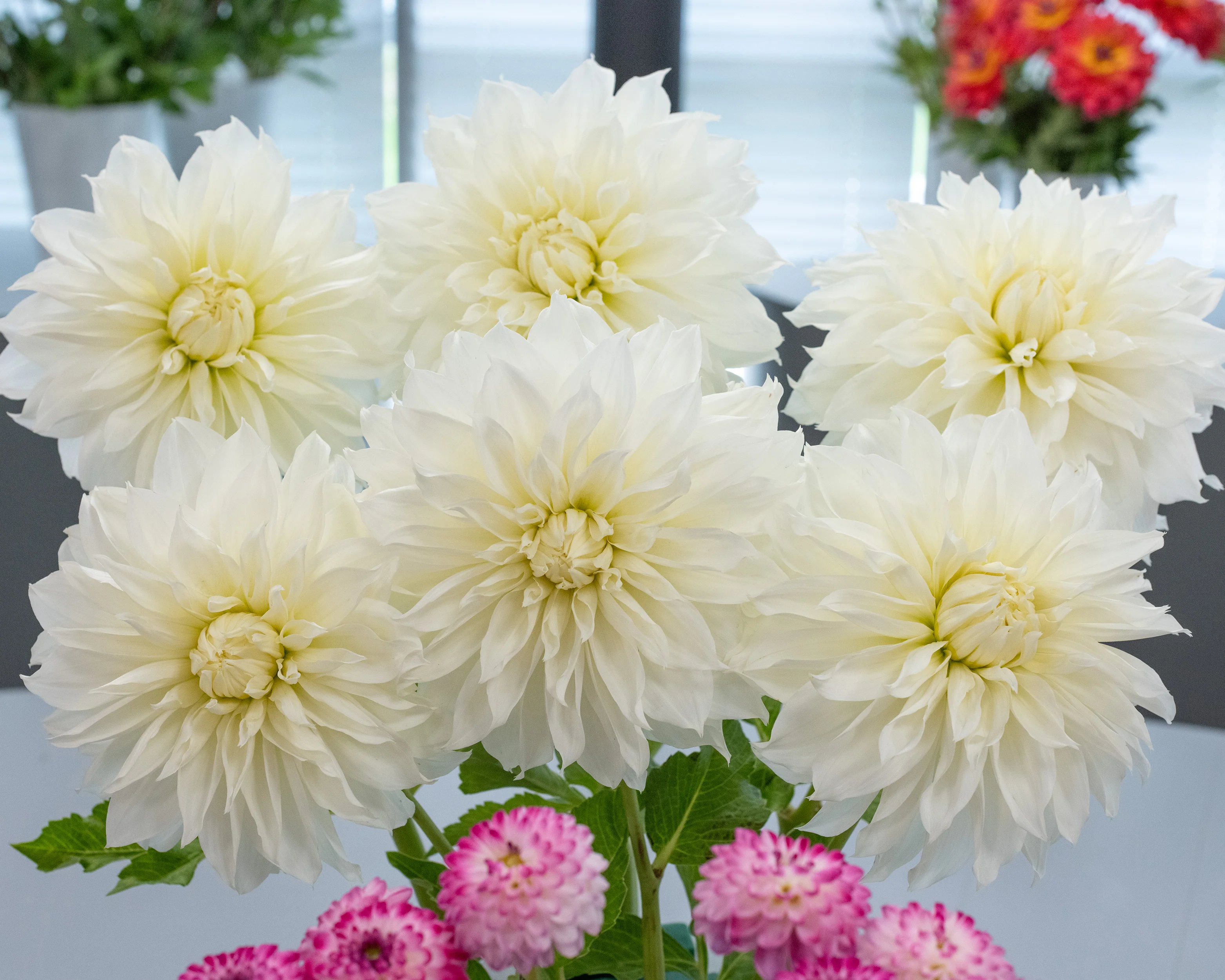 Dahlia 'Fleurel' - Image 5