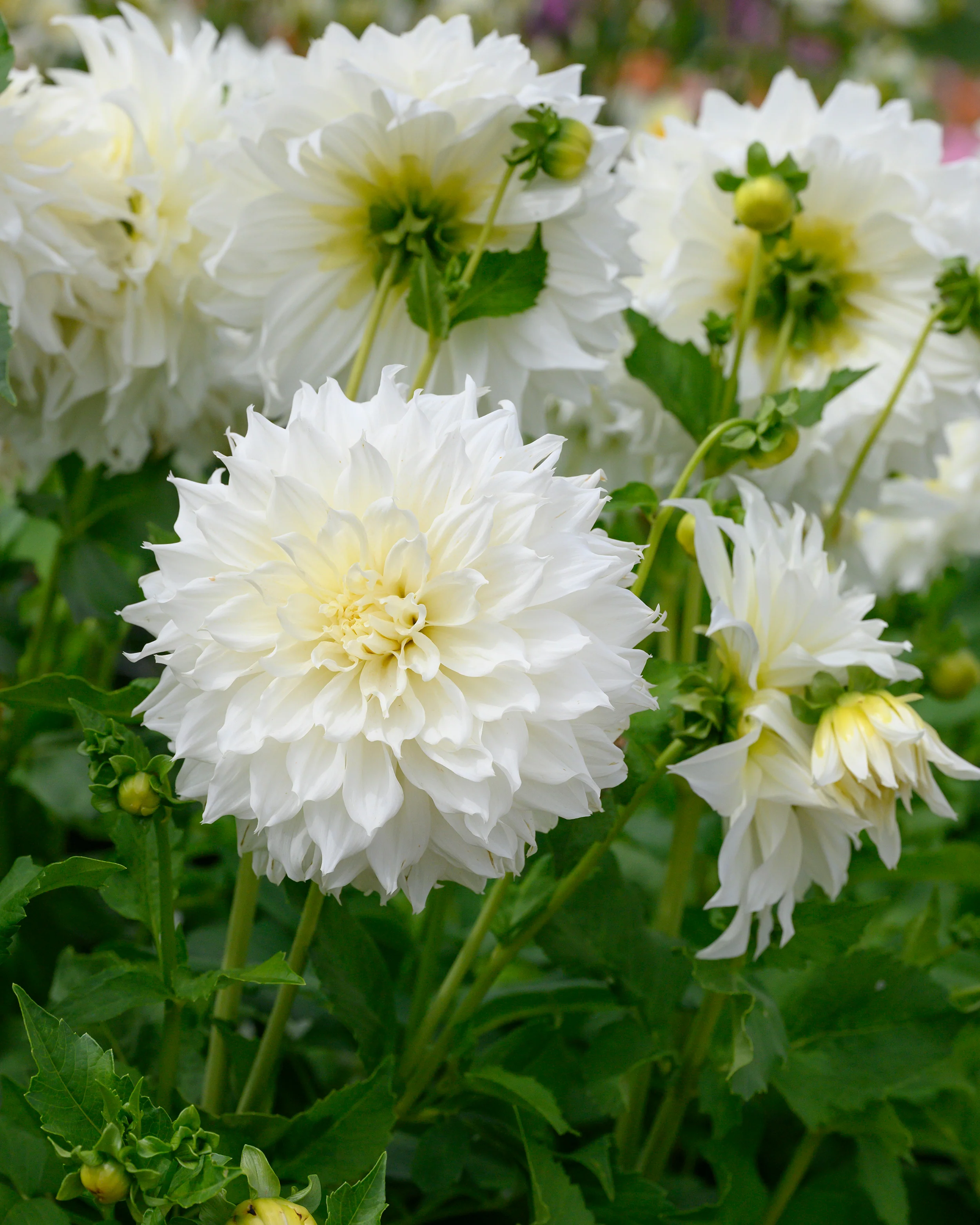 Dahlia 'Fleurel' - Image 8