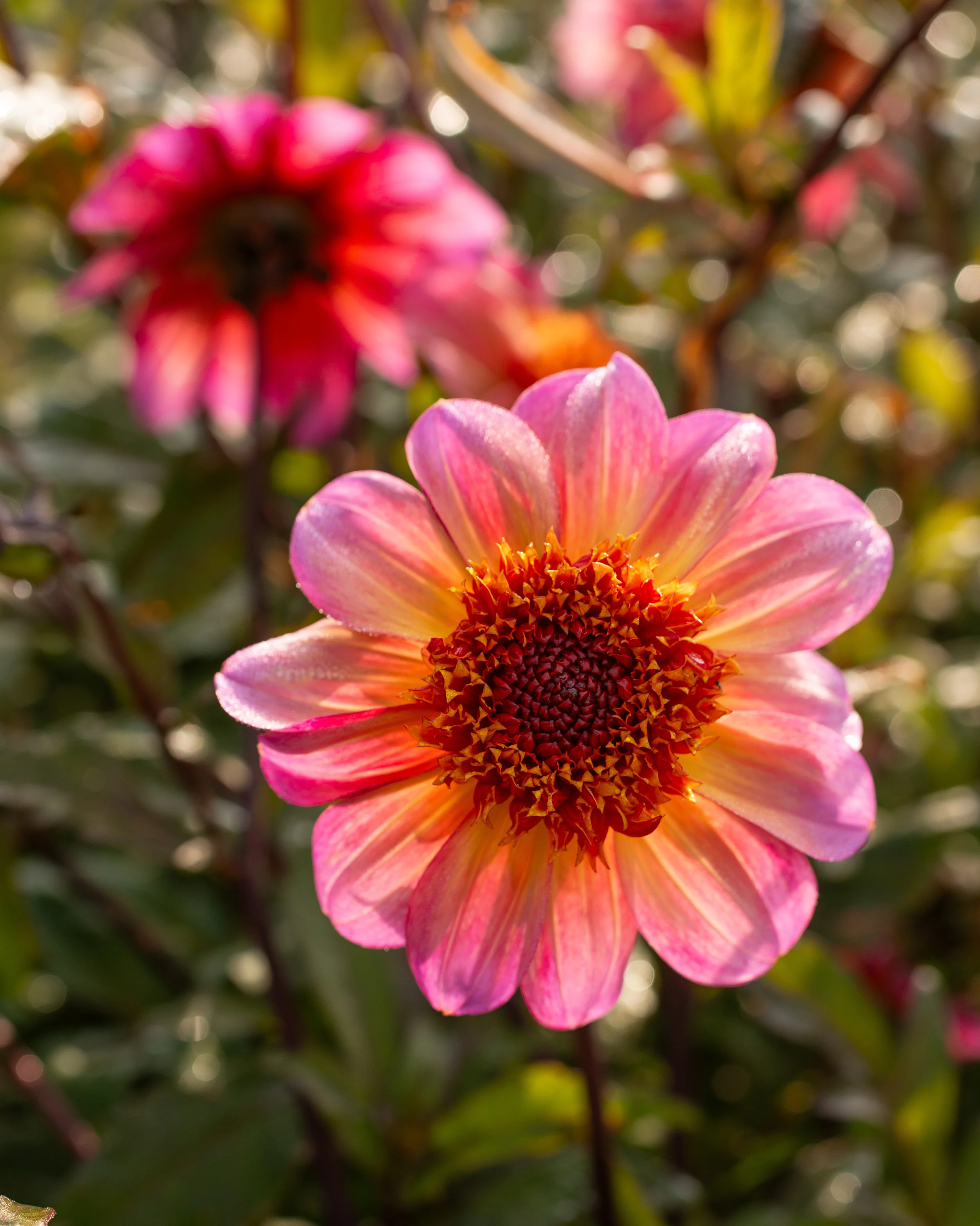 Dahlia 'Floorinoor' - Image 4