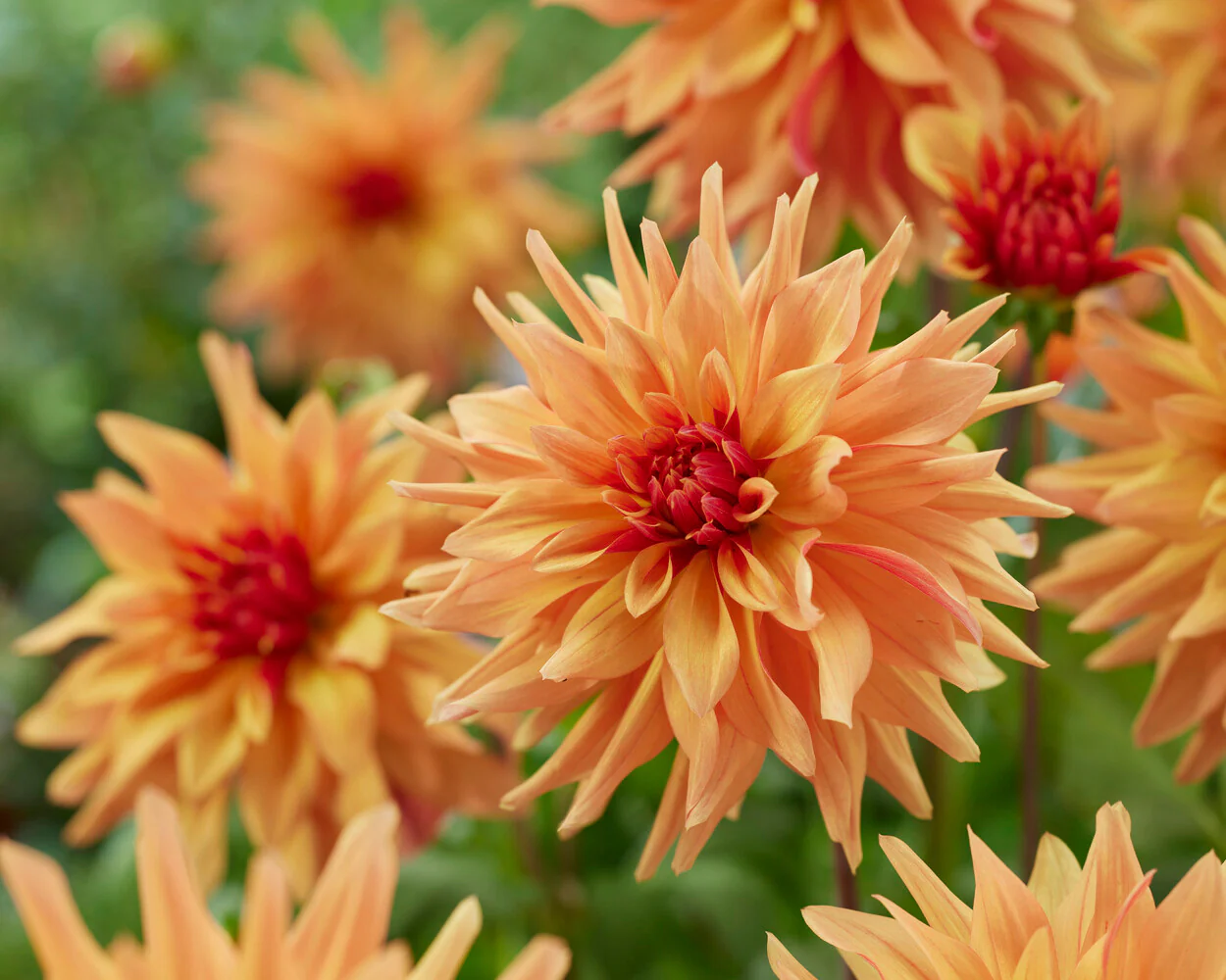 Dahlia 'French Cancan' - Image 2
